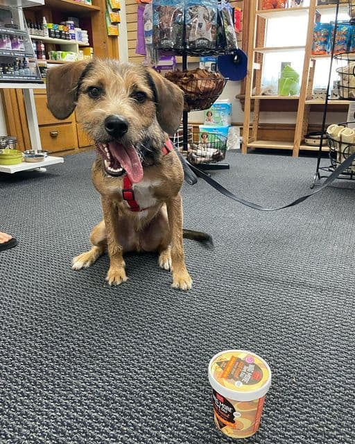 A Pet's Paradise - Pet groomer in Denver, CO