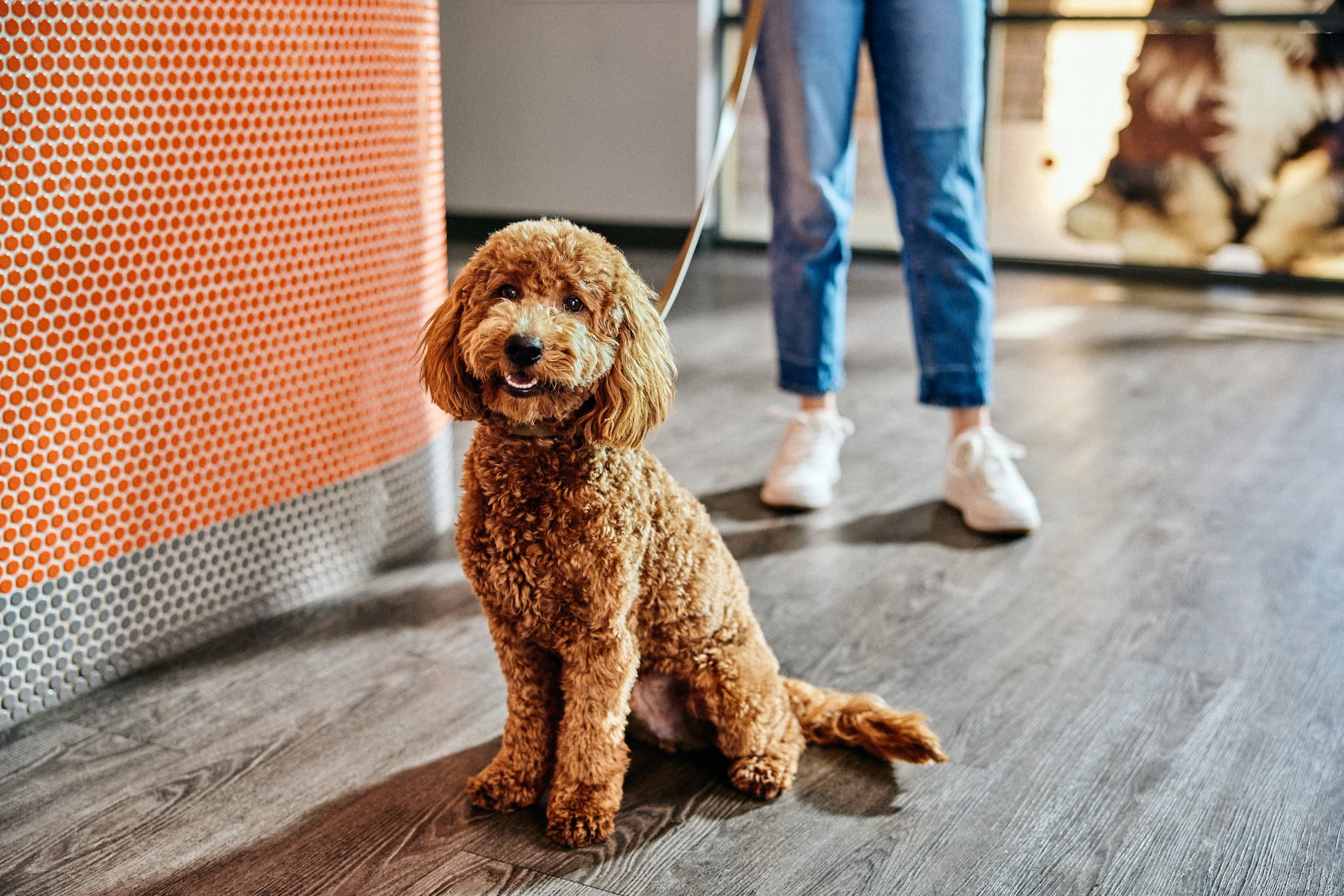 Dogtopia of Park Lane - Pet groomer in Dallas, TX