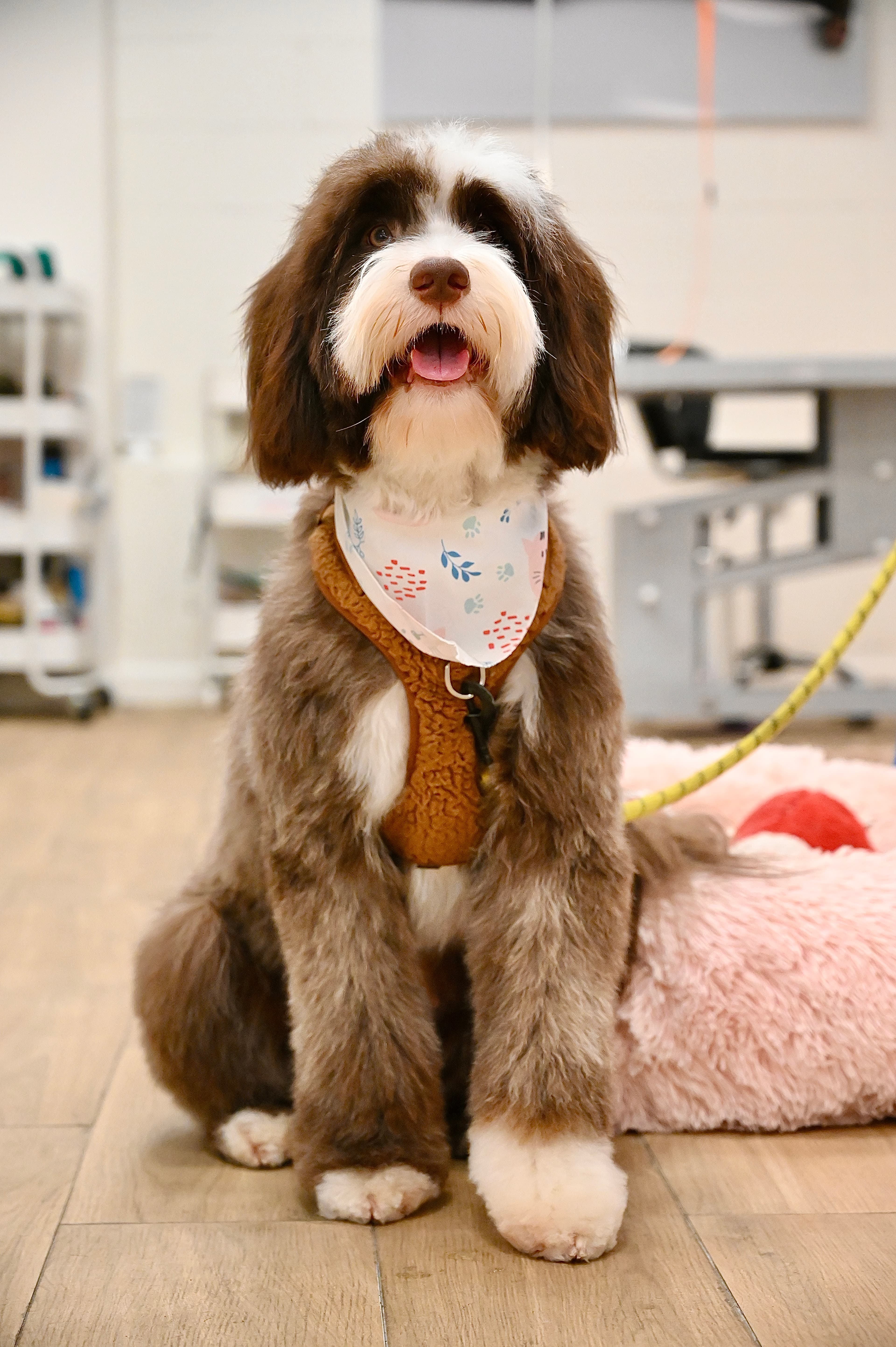 Pet Story NY - Pet groomer in New York, NY