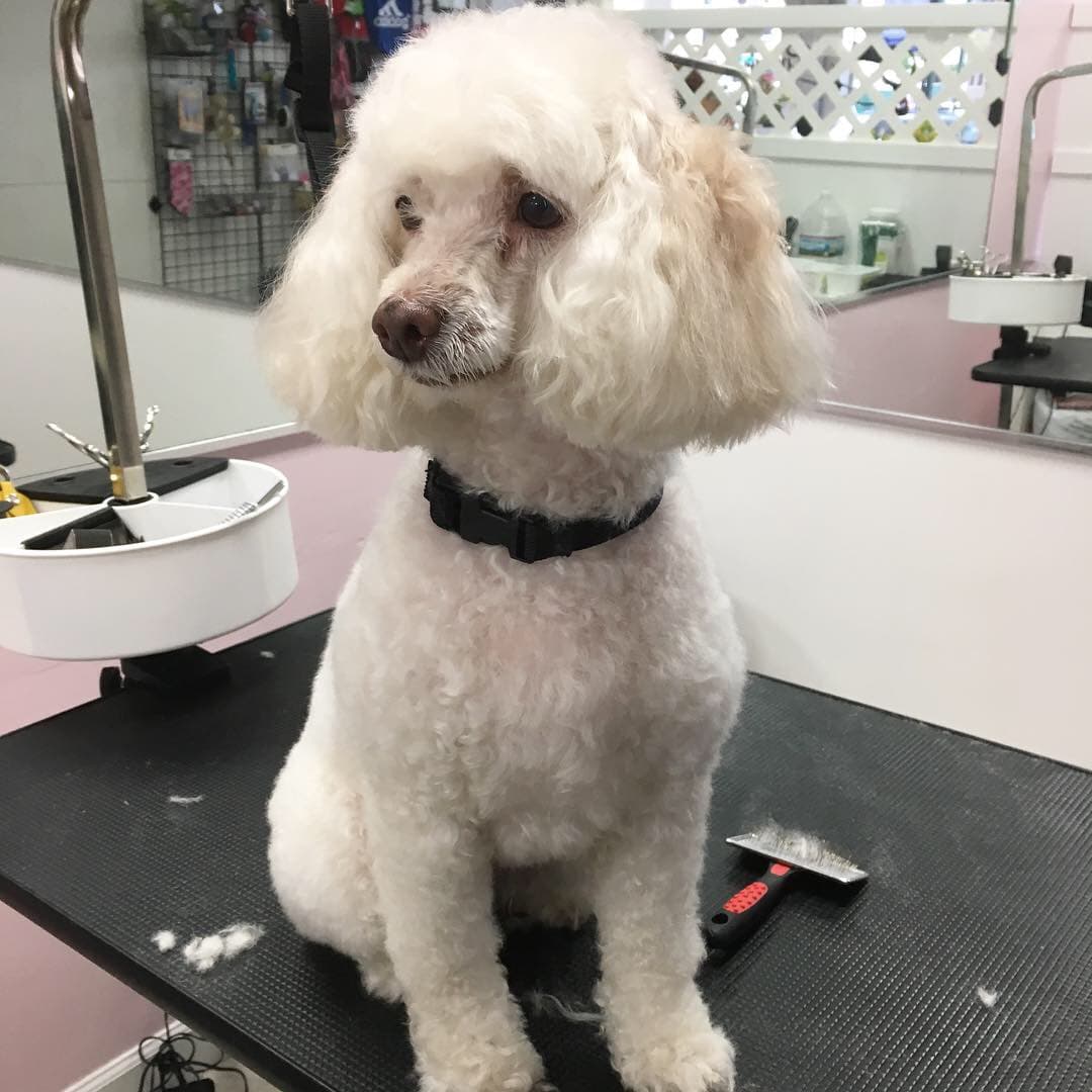 Madagascar Pet Services - Pet groomer in Sunnyside, NY