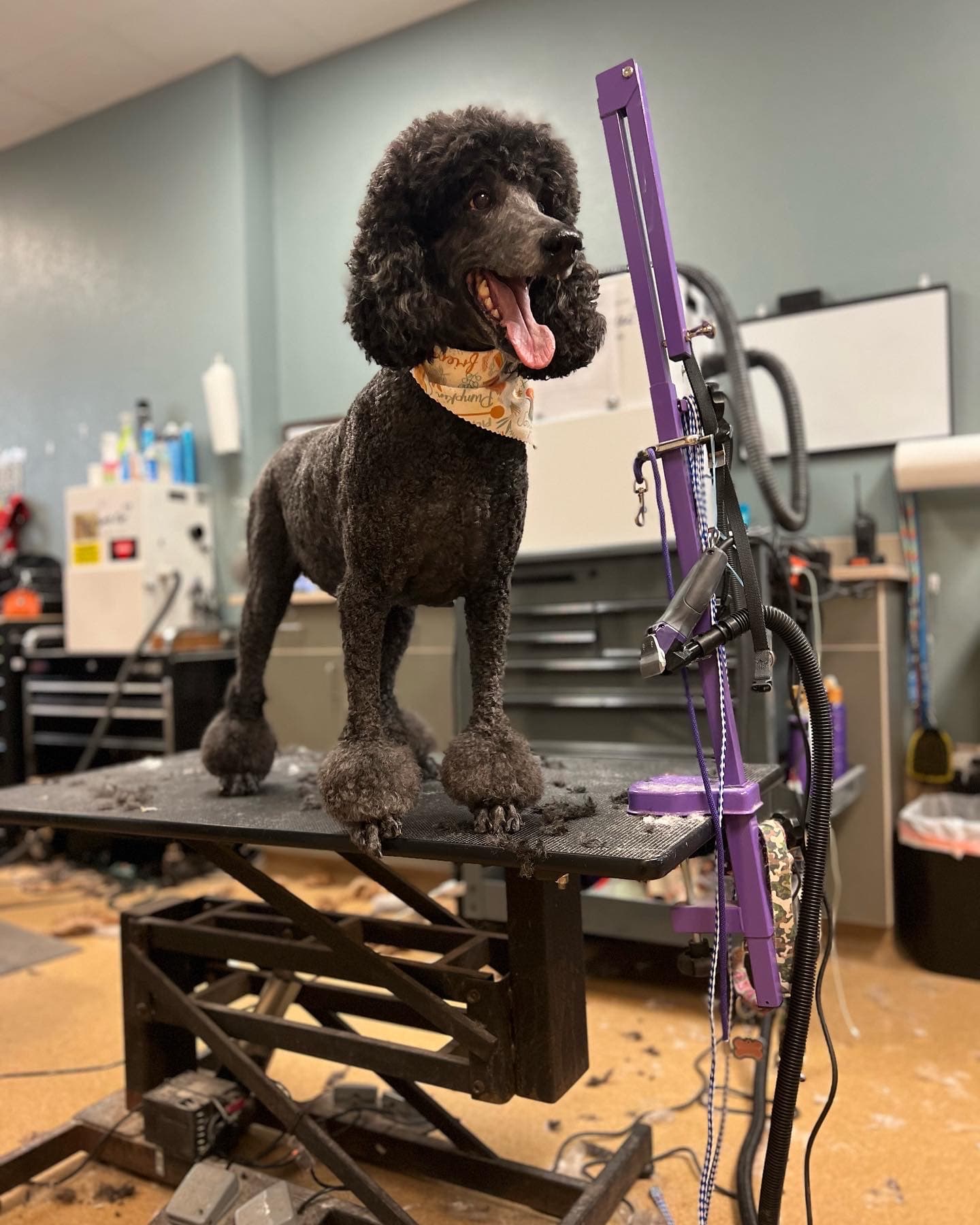 Arizona Pawfection - Pet groomer in Phoenix, AZ