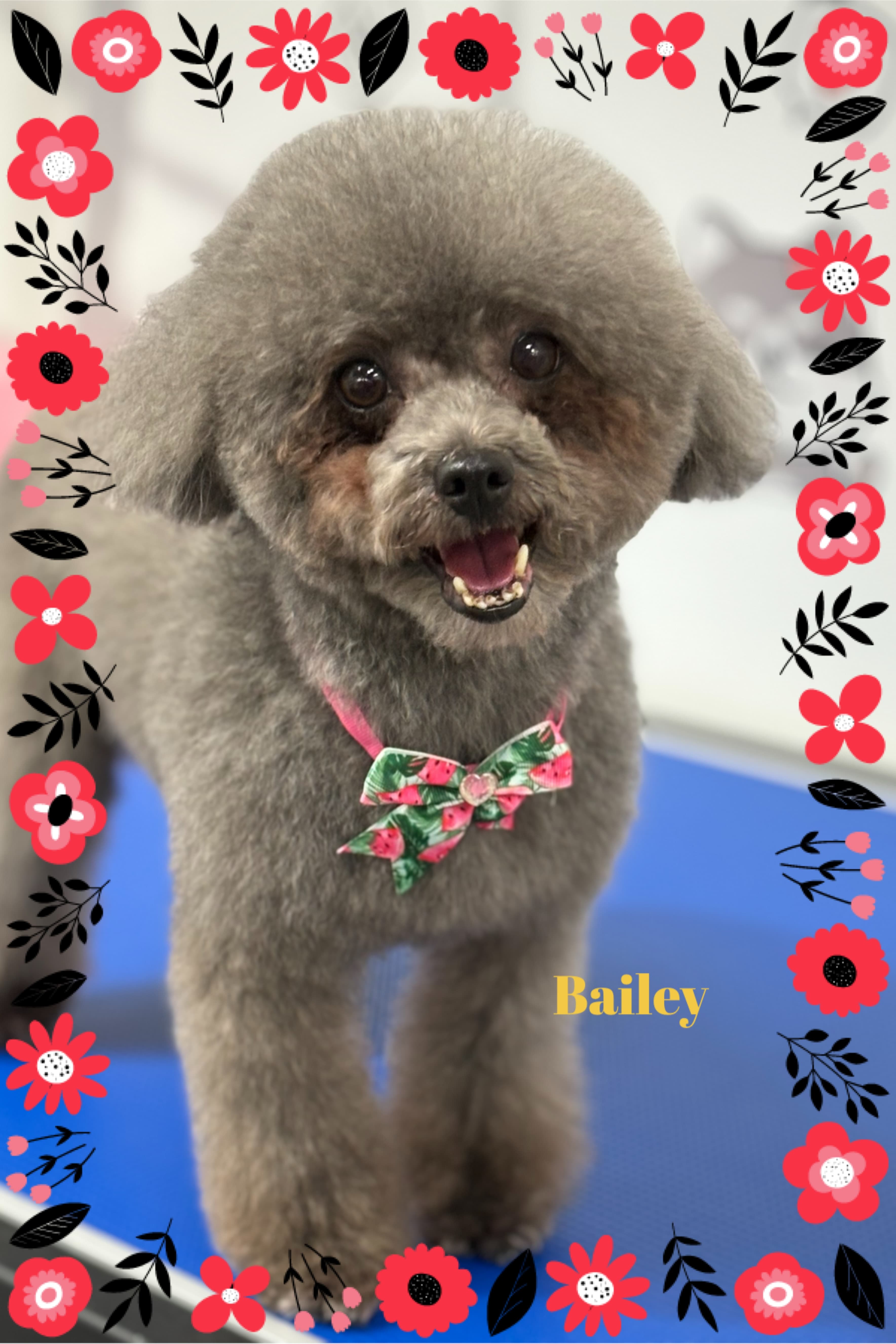 kaylyn's grooming - Pet groomer in Los Angeles, CA