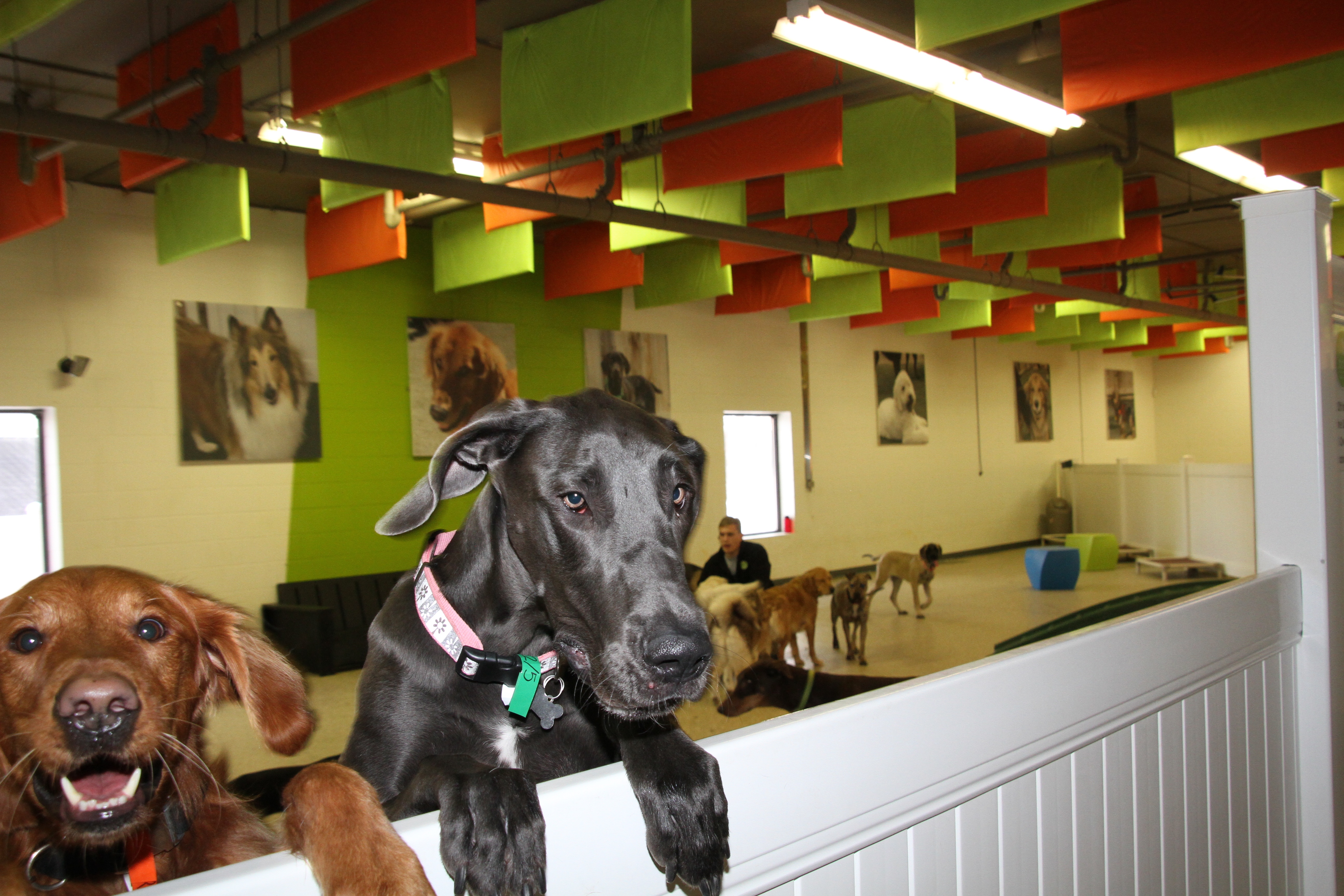 ADOGO Pet Hotel - MSP Airport - Pet groomer in Richfield, MN