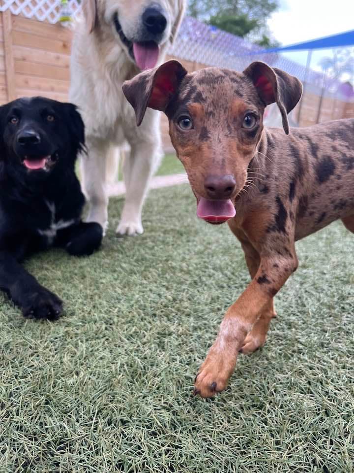 K-9 Castle - Pet groomer in Lakewood, CO