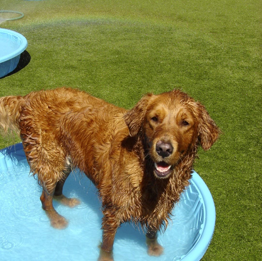 Foothills Pet Resort - Pet groomer in Phoenix, AZ