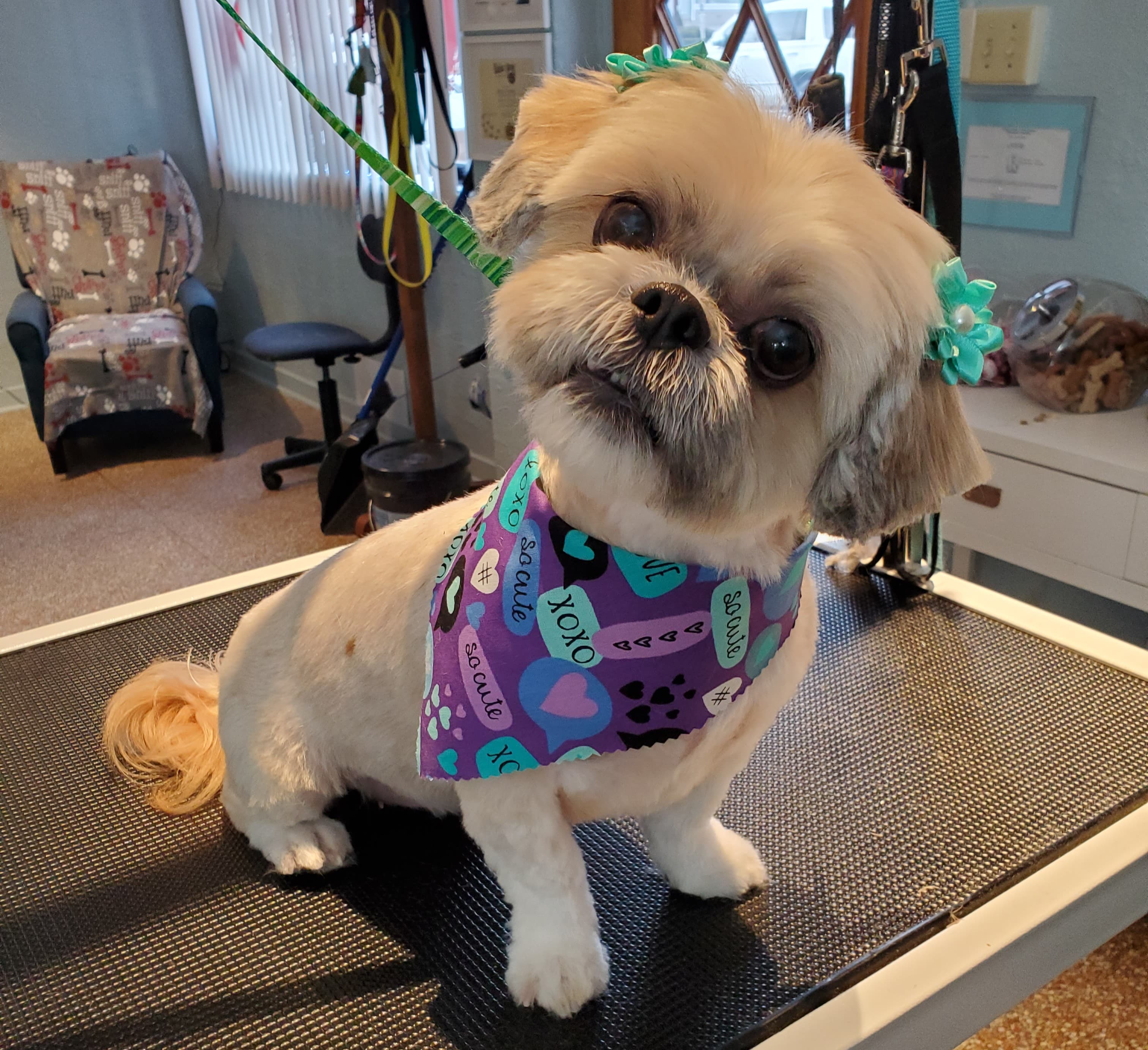 Mary's Dog Spaw LLC - Pet groomer in Avalon, PA