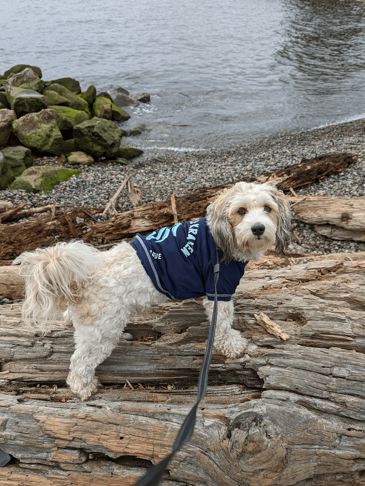 Wild Pack Pet Care and Wellness - Pet groomer in Seattle, WA