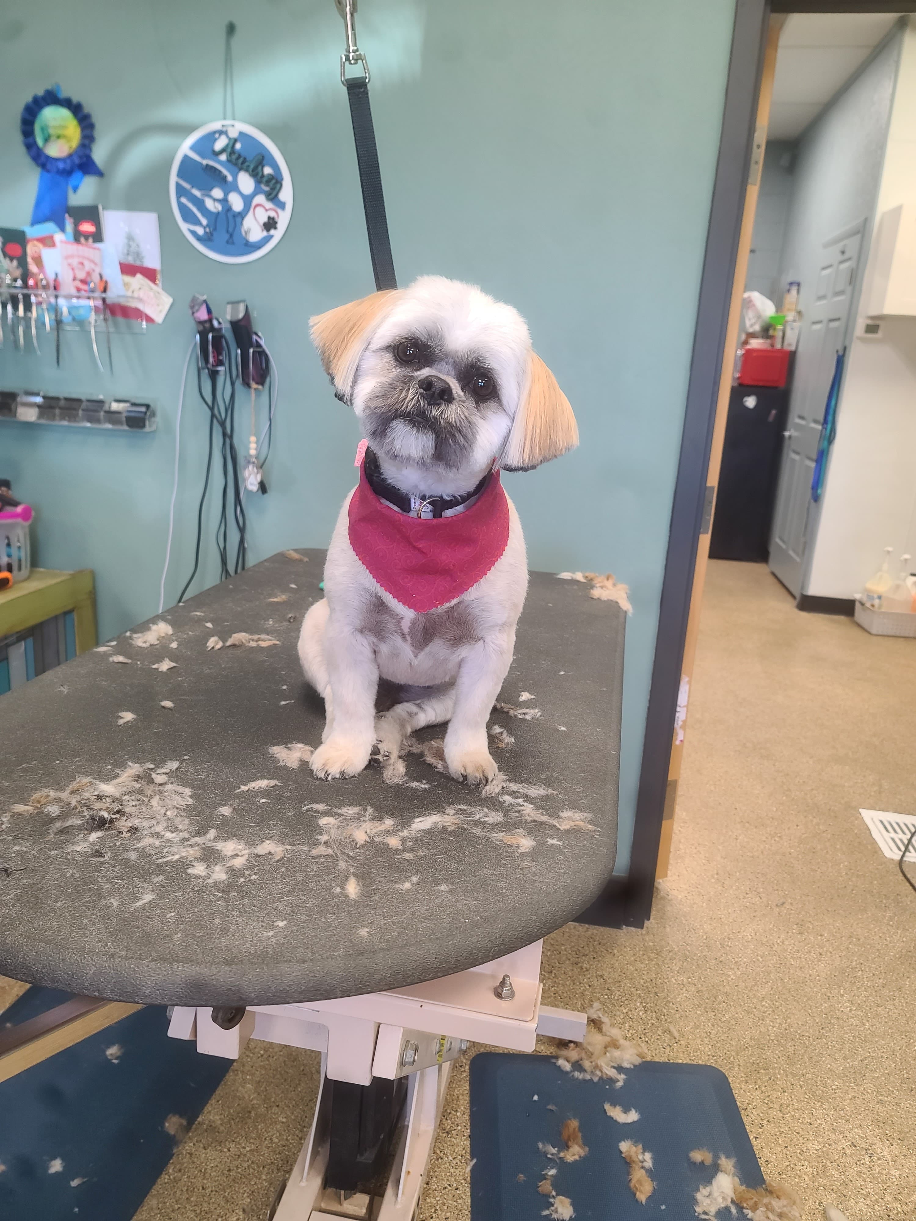 Fur Sure Grooming Studio - Pet groomer in Phoenix, AZ