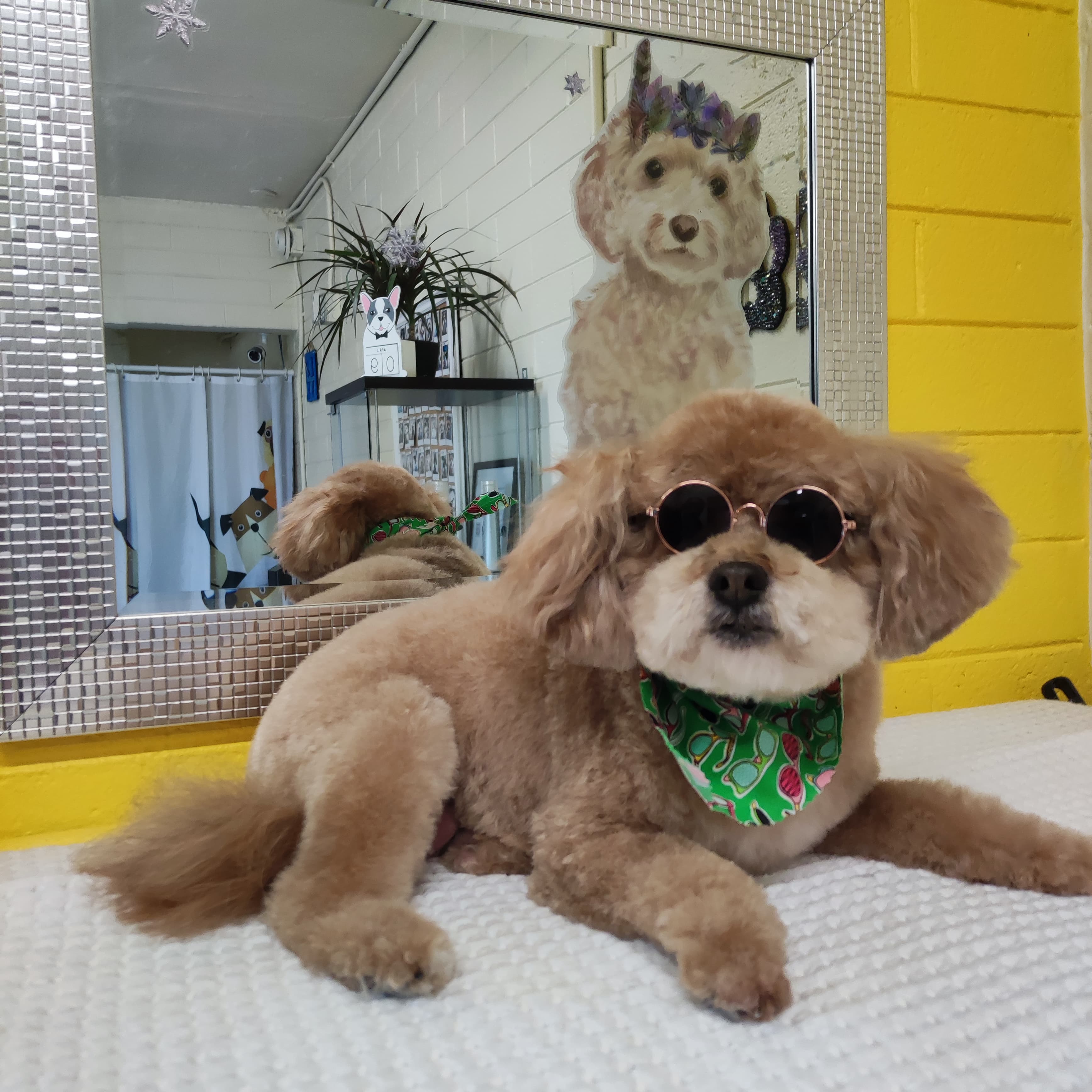 Bark & Bark Dog Grooming Salon LLC. - Pet groomer in Phoenix, AZ