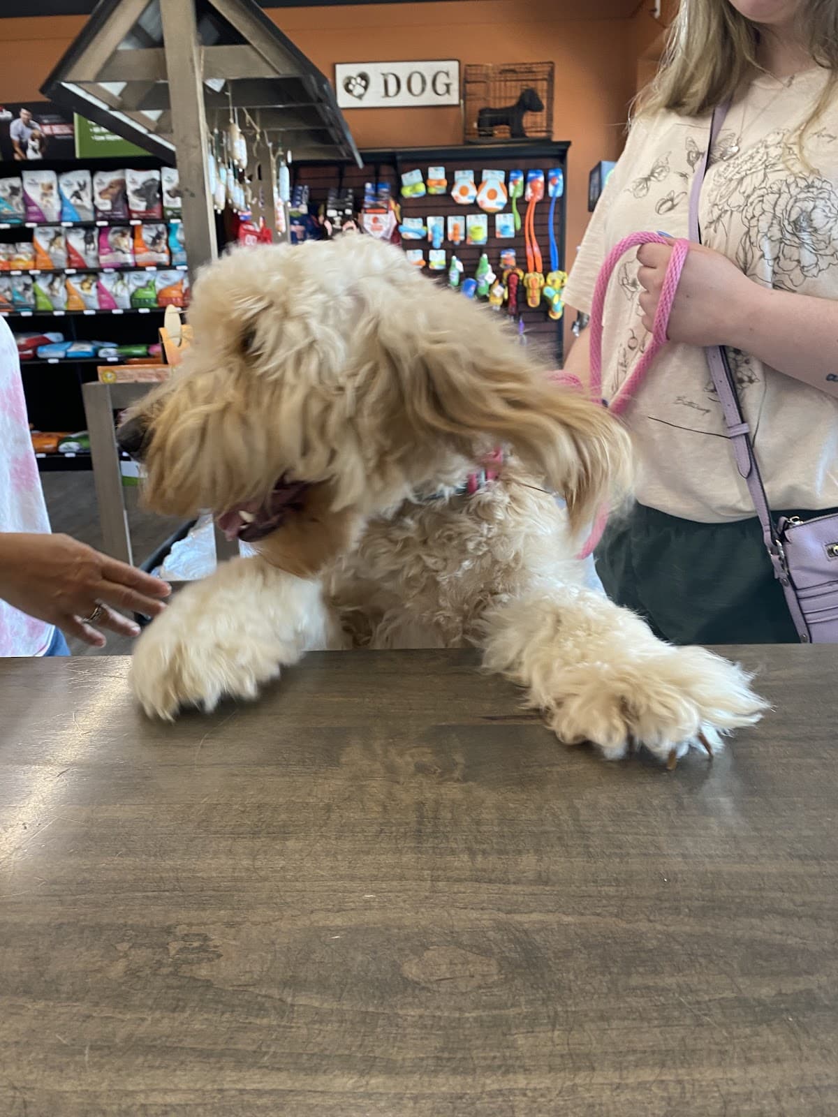 EarthWise Pet - Avon Lake - Pet groomer in Avon Lake, OH
