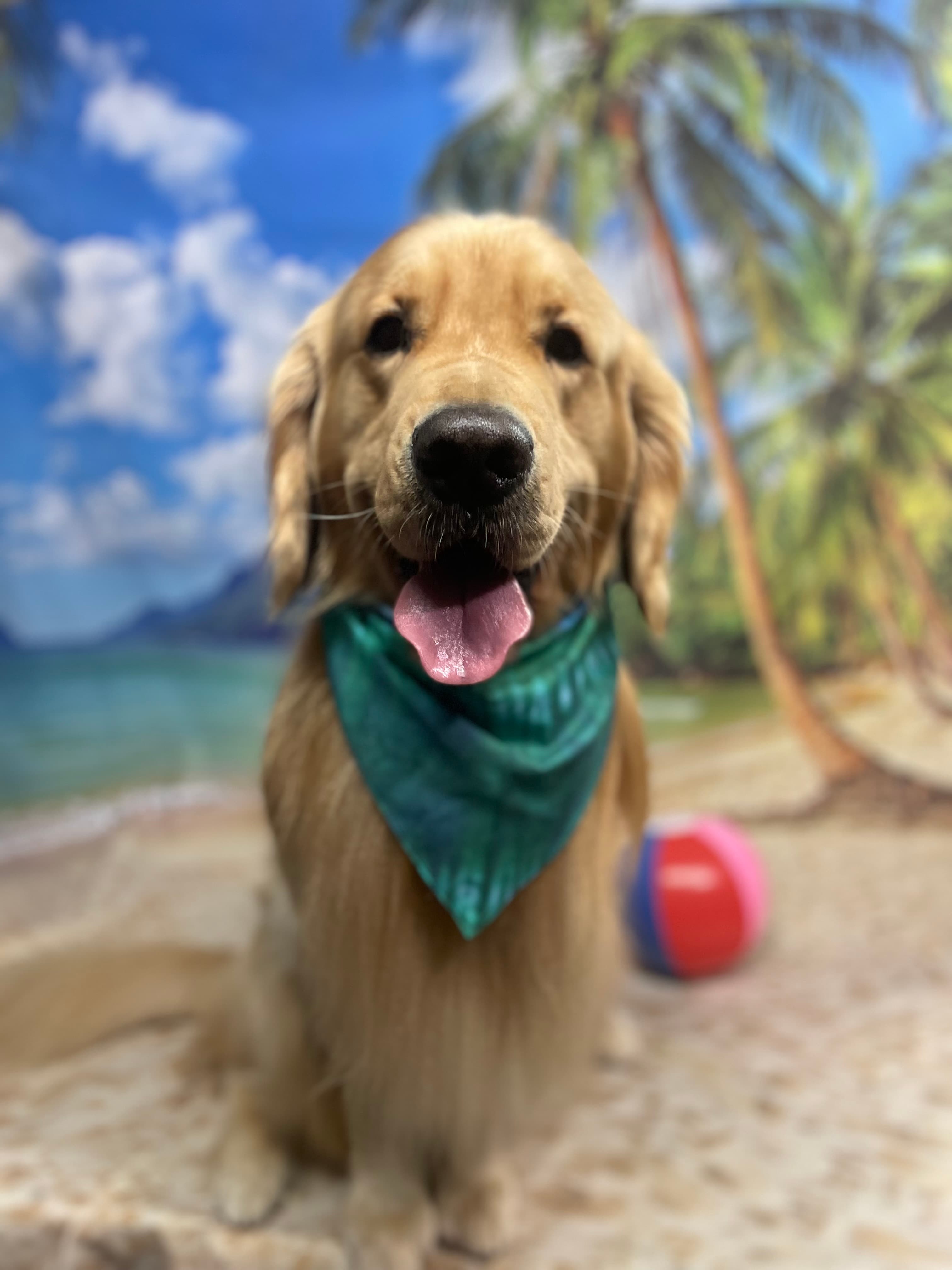 Pawfectly Unique Grooming Co - Pet groomer in Aurora, IL