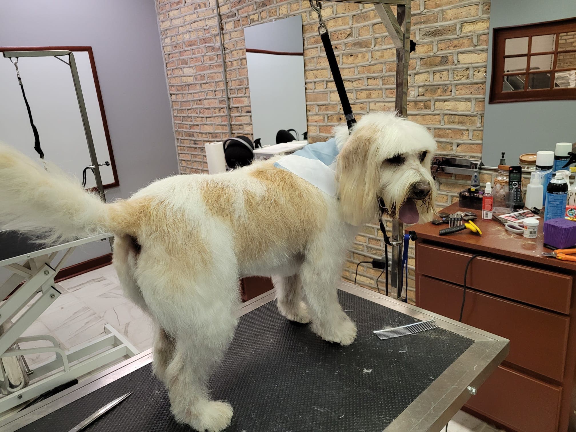 City Pet Lovers - Pet groomer in Chicago, IL