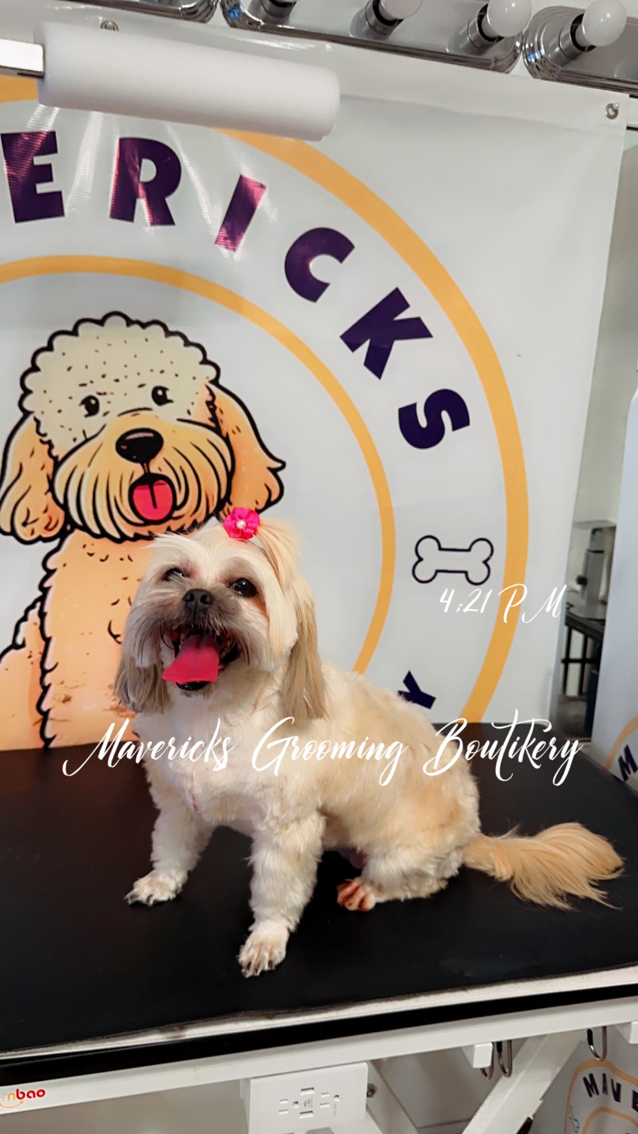 Mavericks Grooming Academy and Doggie Boutikery LLC - Pet groomer in Orlando, FL