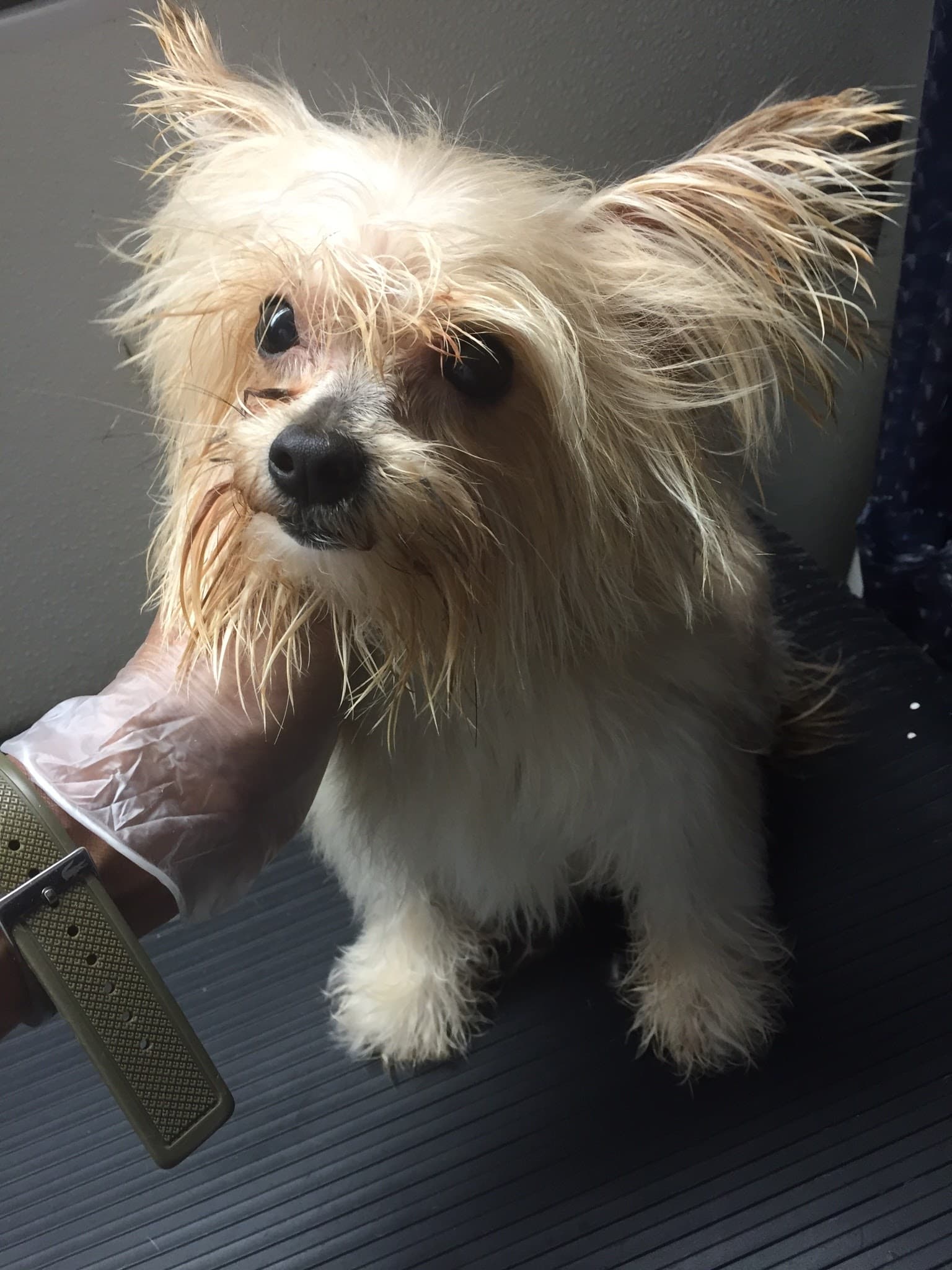 Mobile Pet Grooming - Pet groomer in Owings Mills, MD
