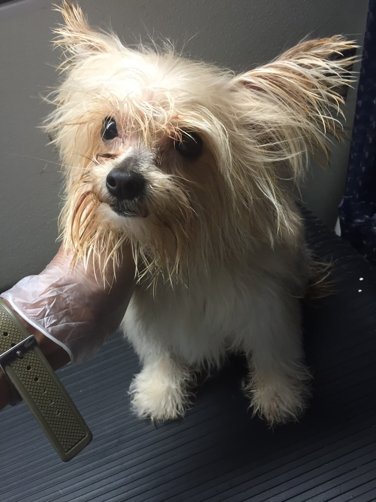 Mobile Pet Grooming - Pet groomer in Owings Mills, MD