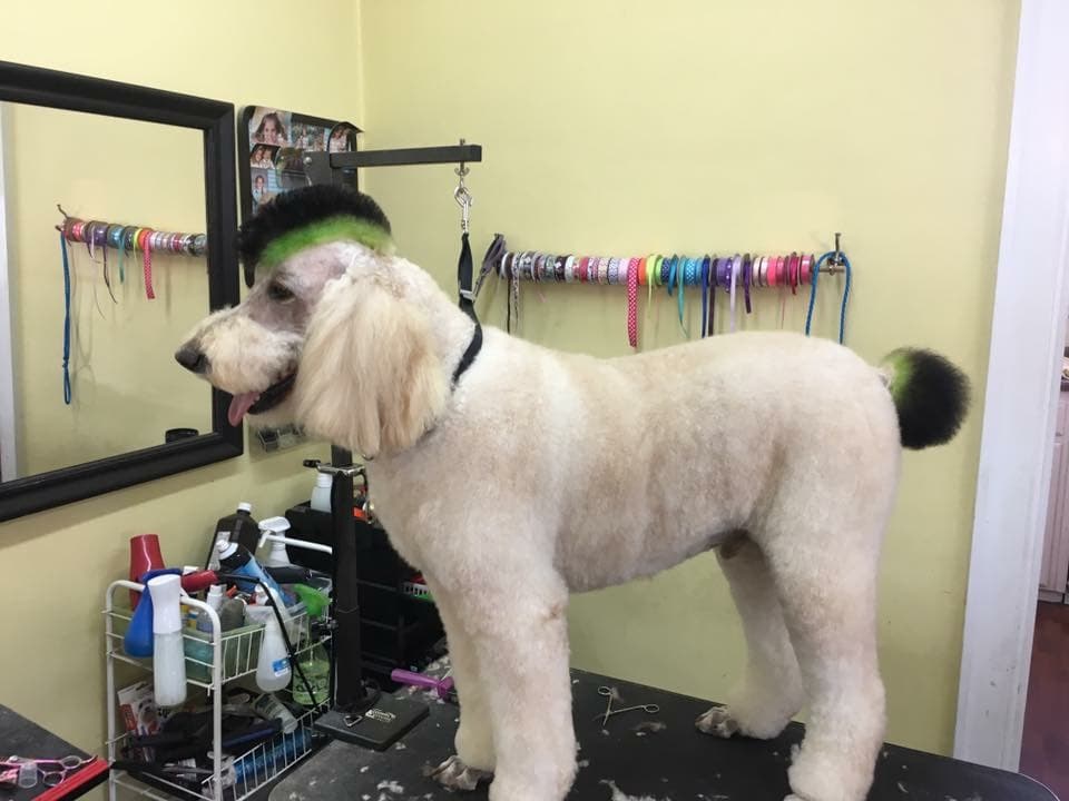 Happy Tails Grooming Salon - Pet groomer in Cleveland, TN