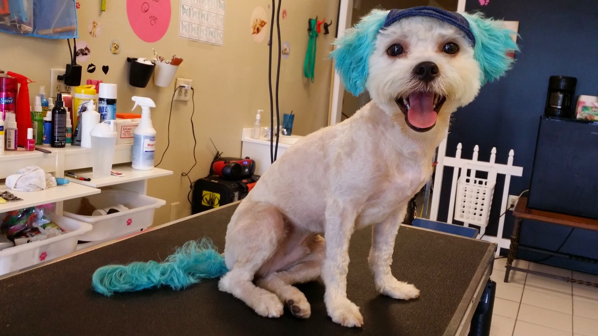 Big Paws Grooming Salon - Pet groomer in Orlando, FL