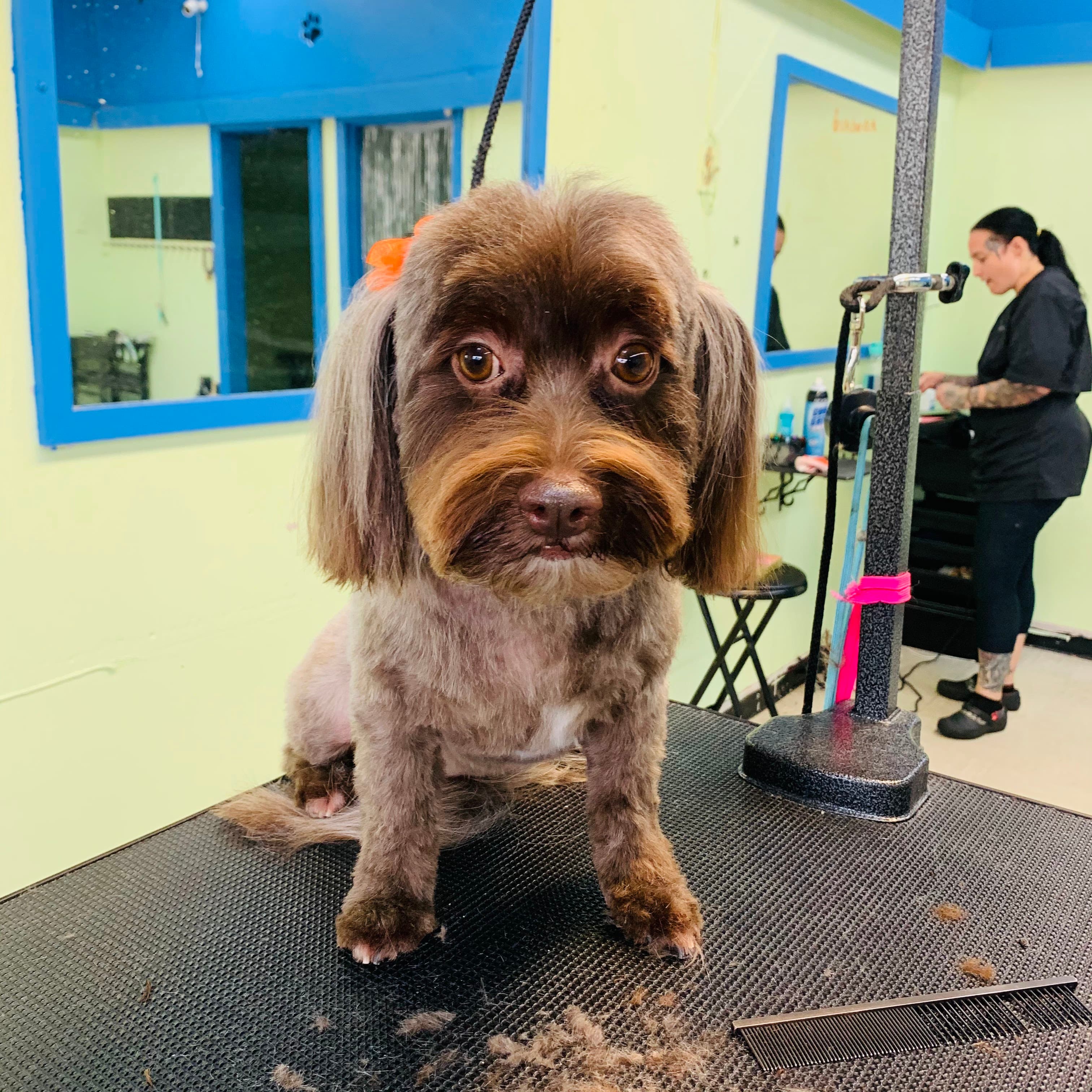 Paws Pet Grooming - Pet groomer in Tampa, FL