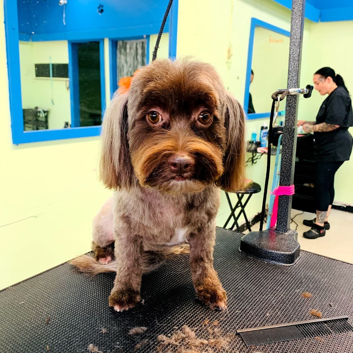 Paws Pet Grooming - Pet groomer in Tampa, FL