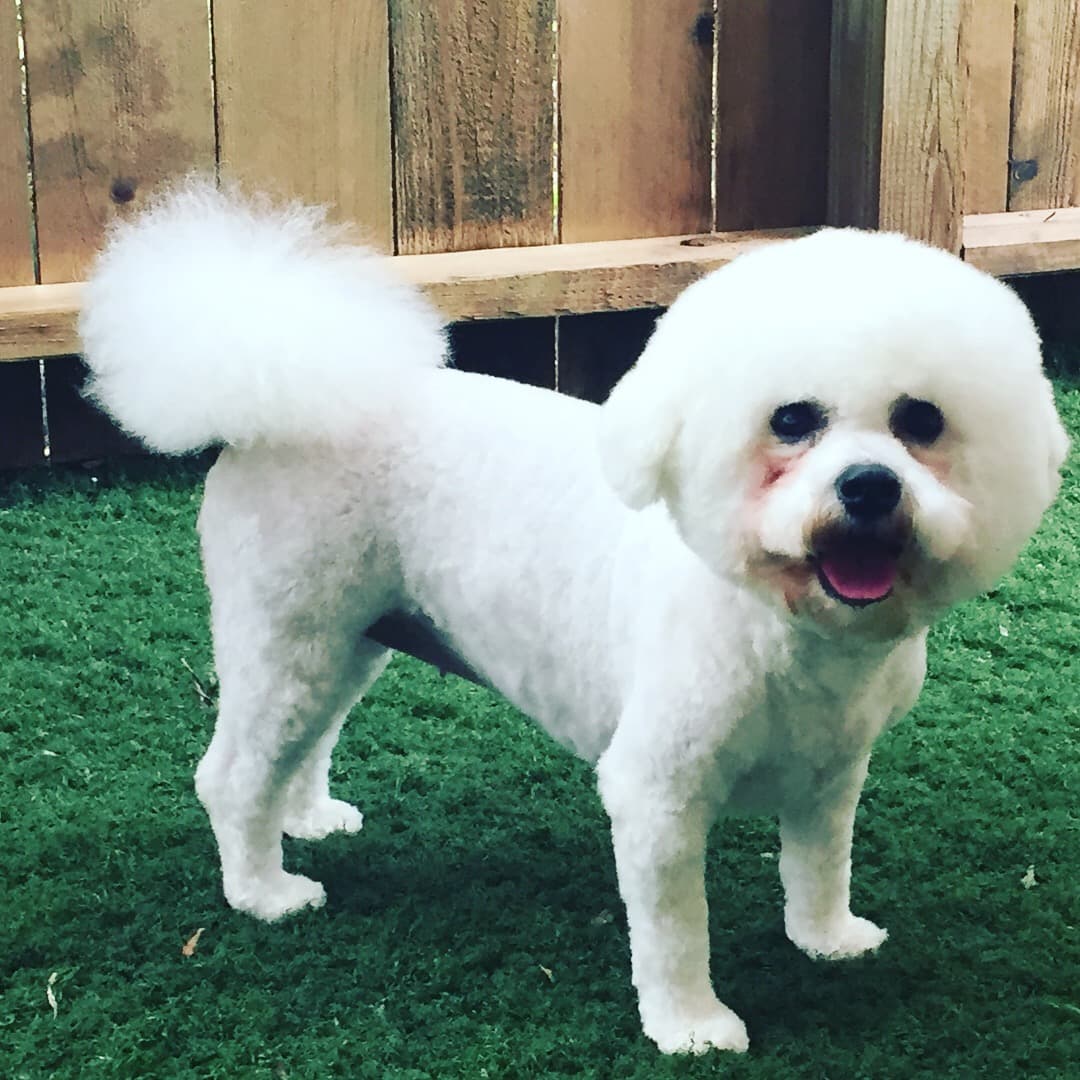 Pooch In the City - Pet groomer in Houston, TX