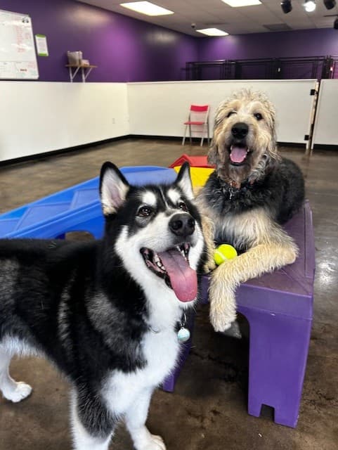 Rose City Dogs- Cully - Pet groomer in Portland, OR