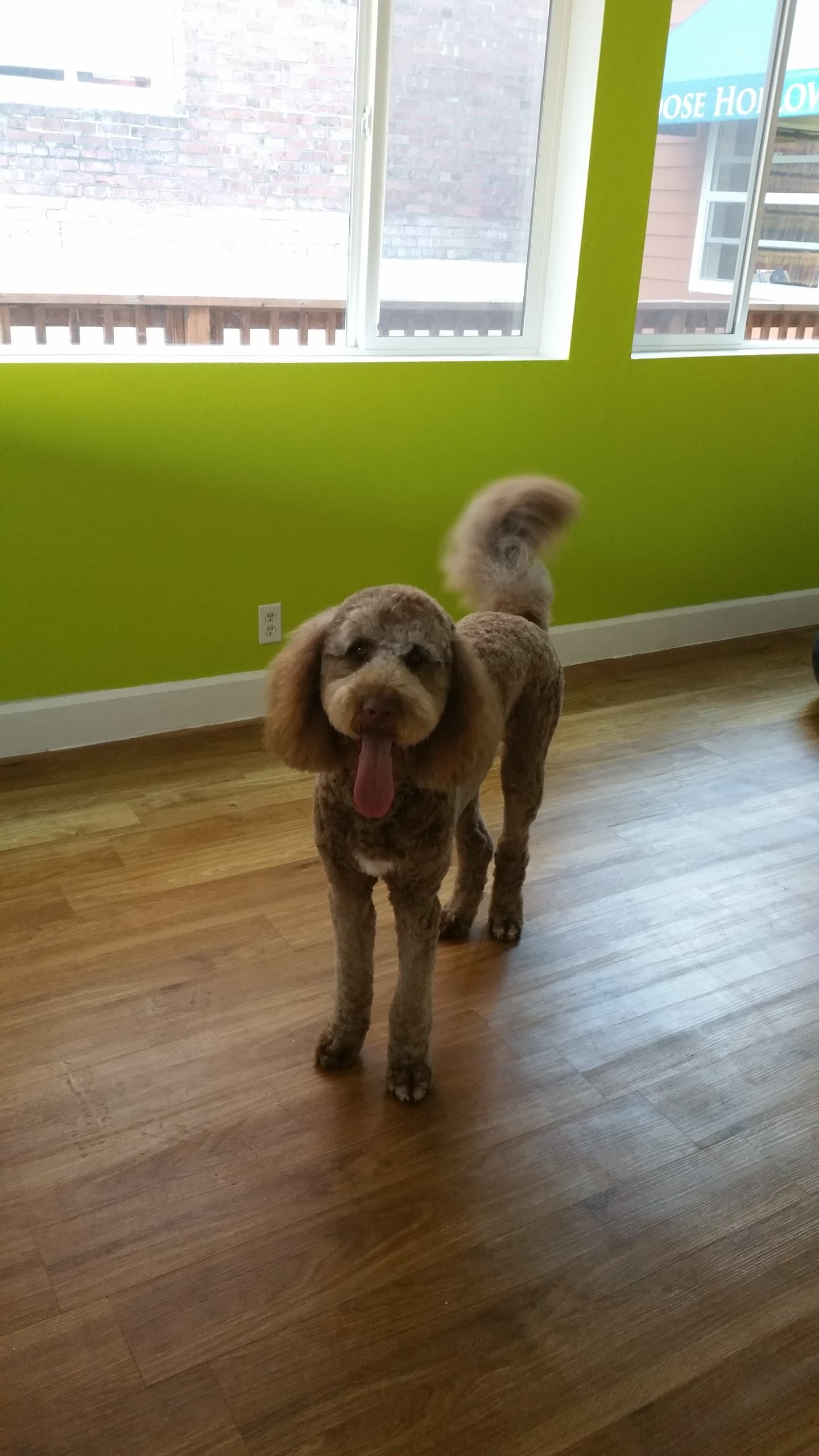 Heather's Finest Dog and Cat Grooming - Pet groomer in Portland, OR