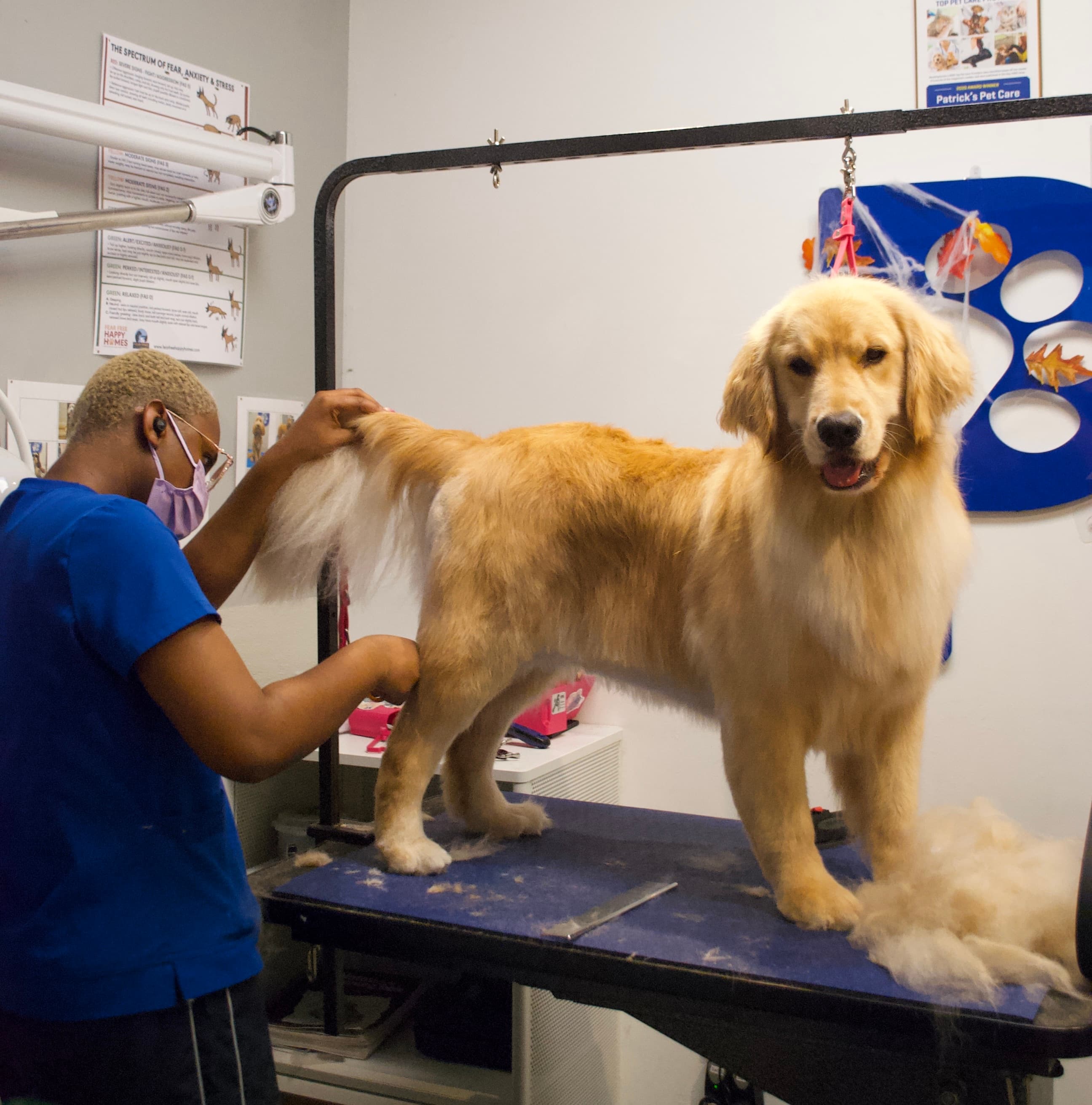Patrick's Pet Care - Pet groomer in Washington, DC