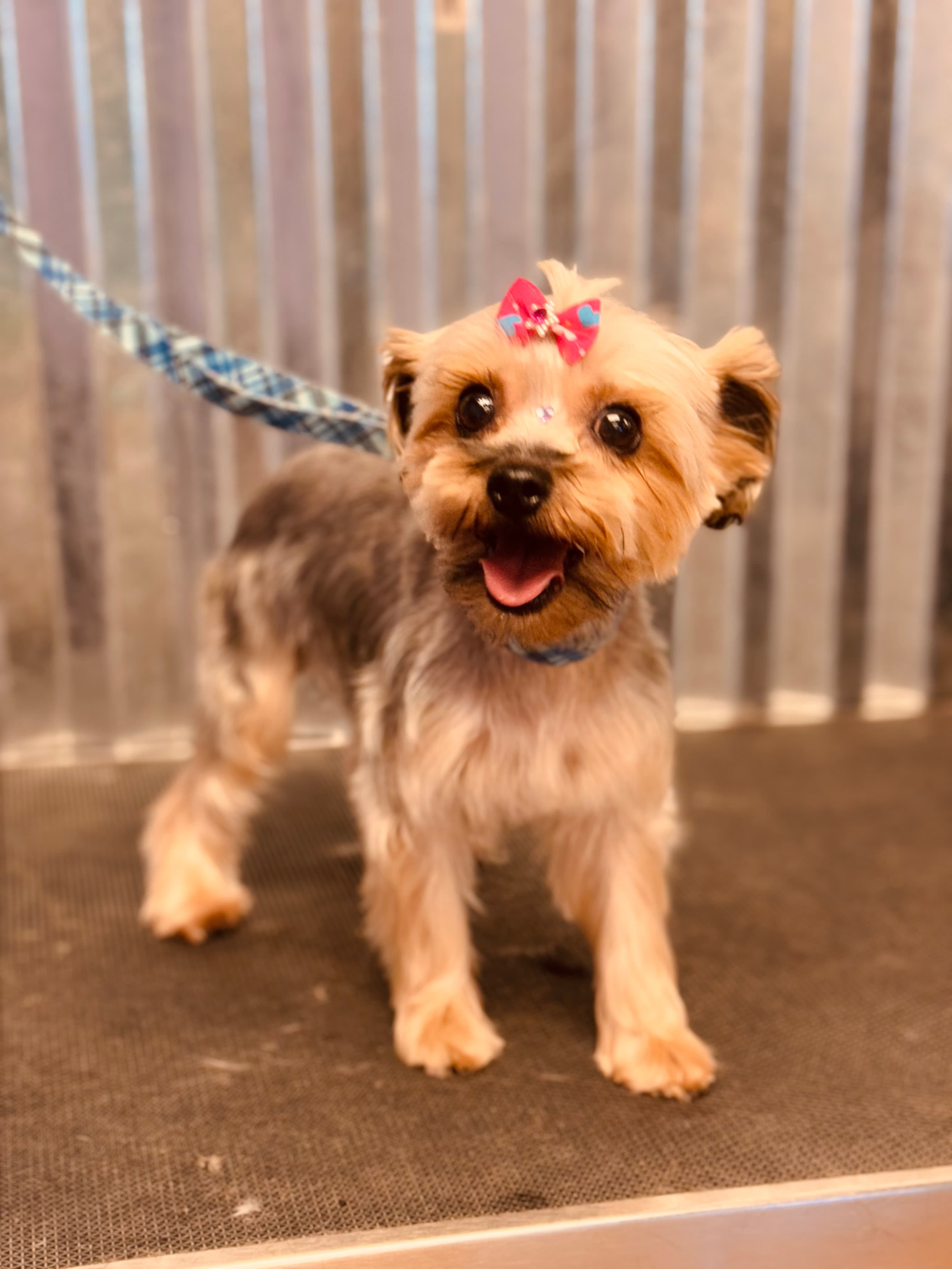 Grand Central Pet Grooming - Pet groomer in San Antonio, TX