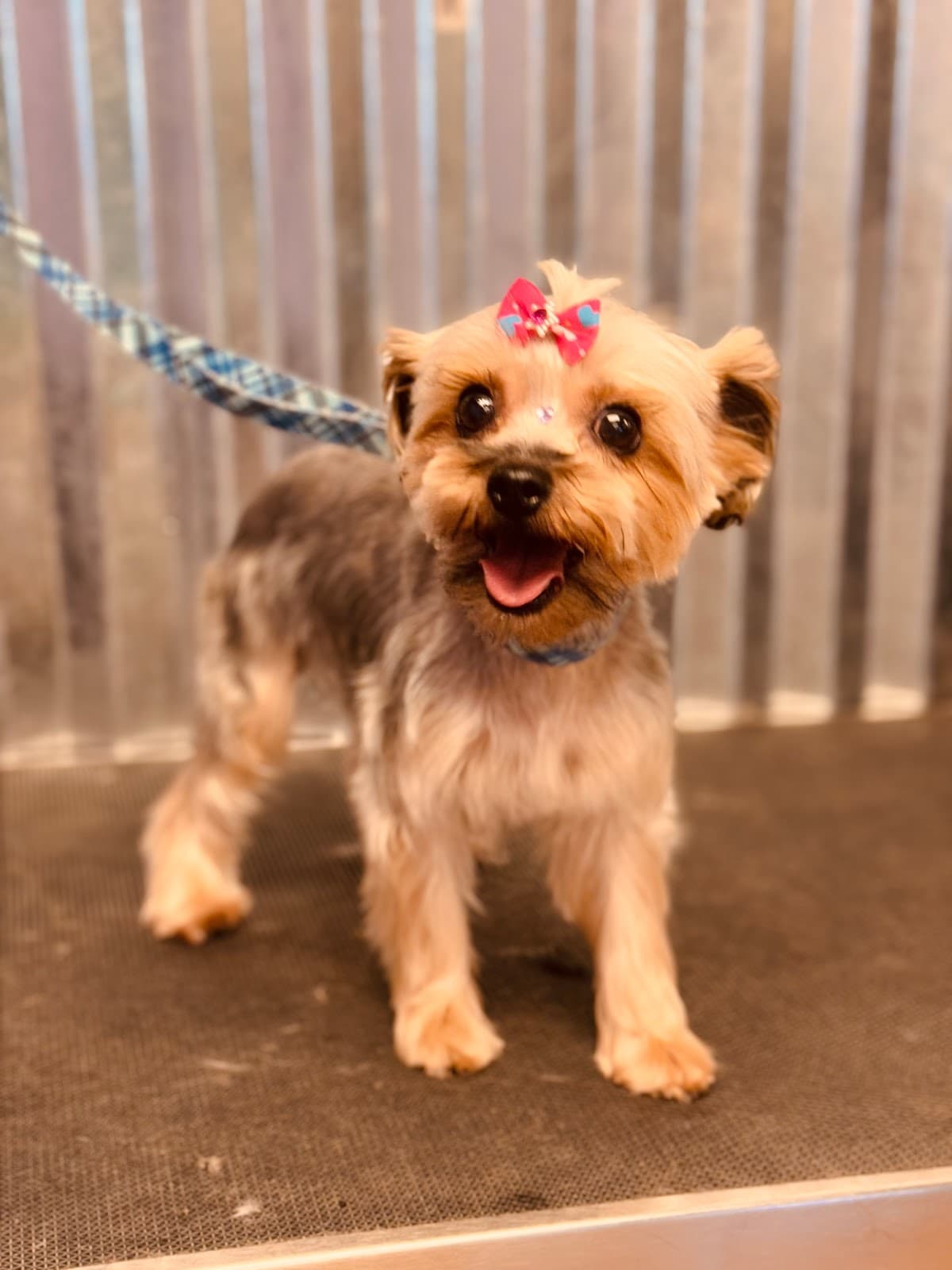 Grand Central Pet Grooming - Pet groomer in San Antonio, TX