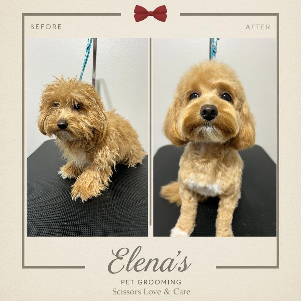 Elena’s pet grooming - Pet groomer in Austin, TX