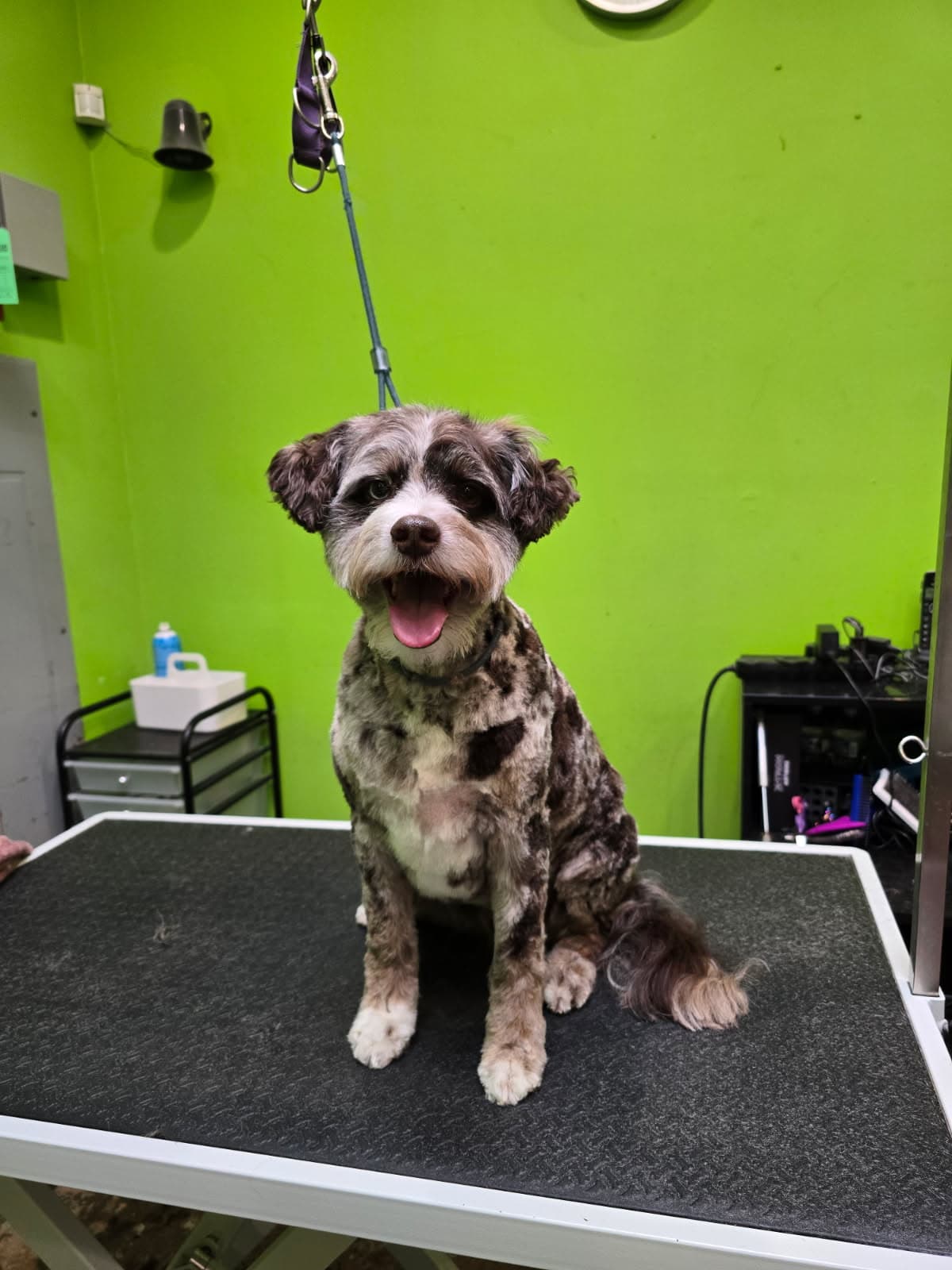 Furtastik Grooming, Daycare & More - Pet groomer in Chicago, IL