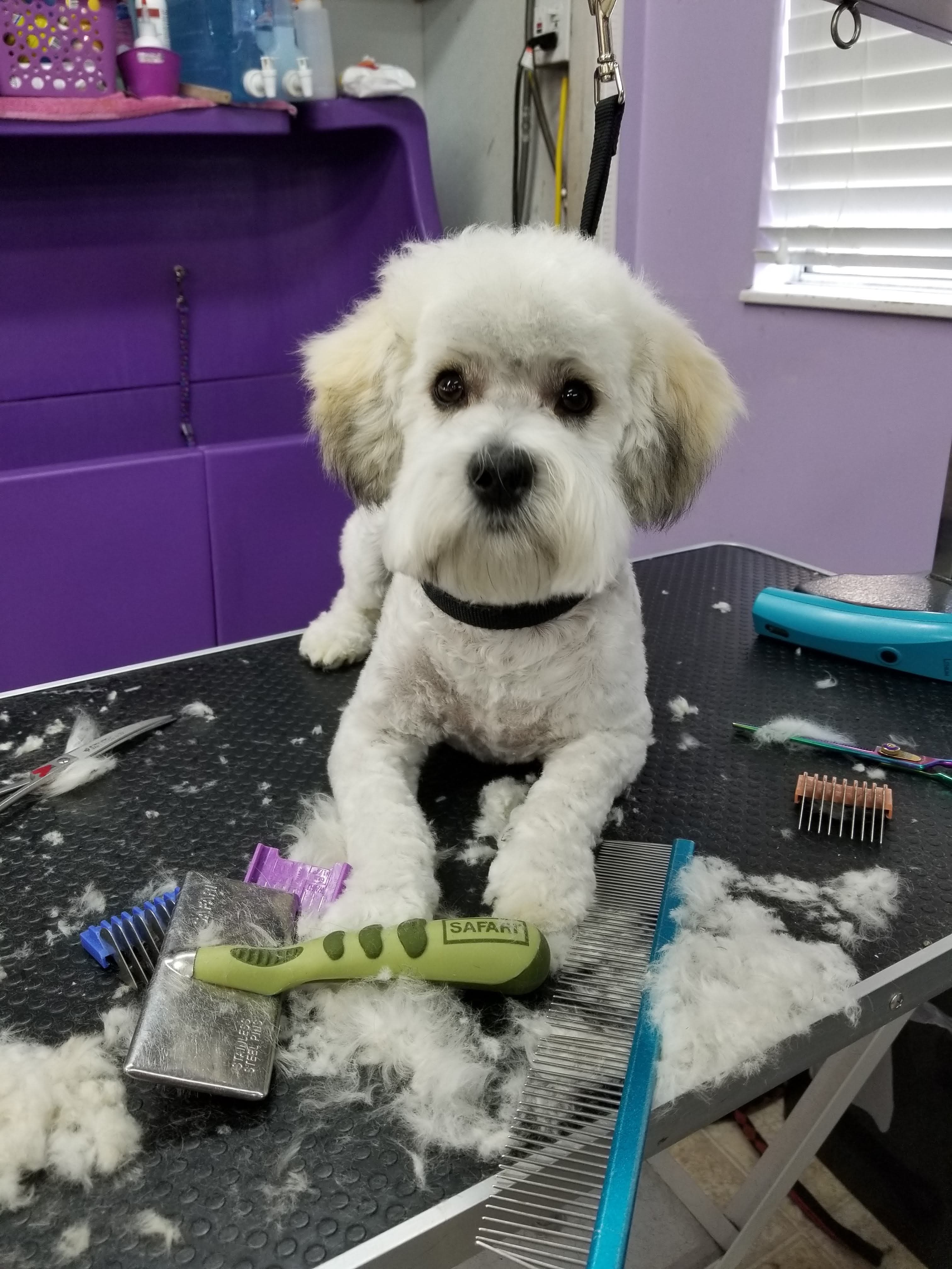 Fuzz Monsters Pet Grooming - Pet groomer in Citrus Heights, CA