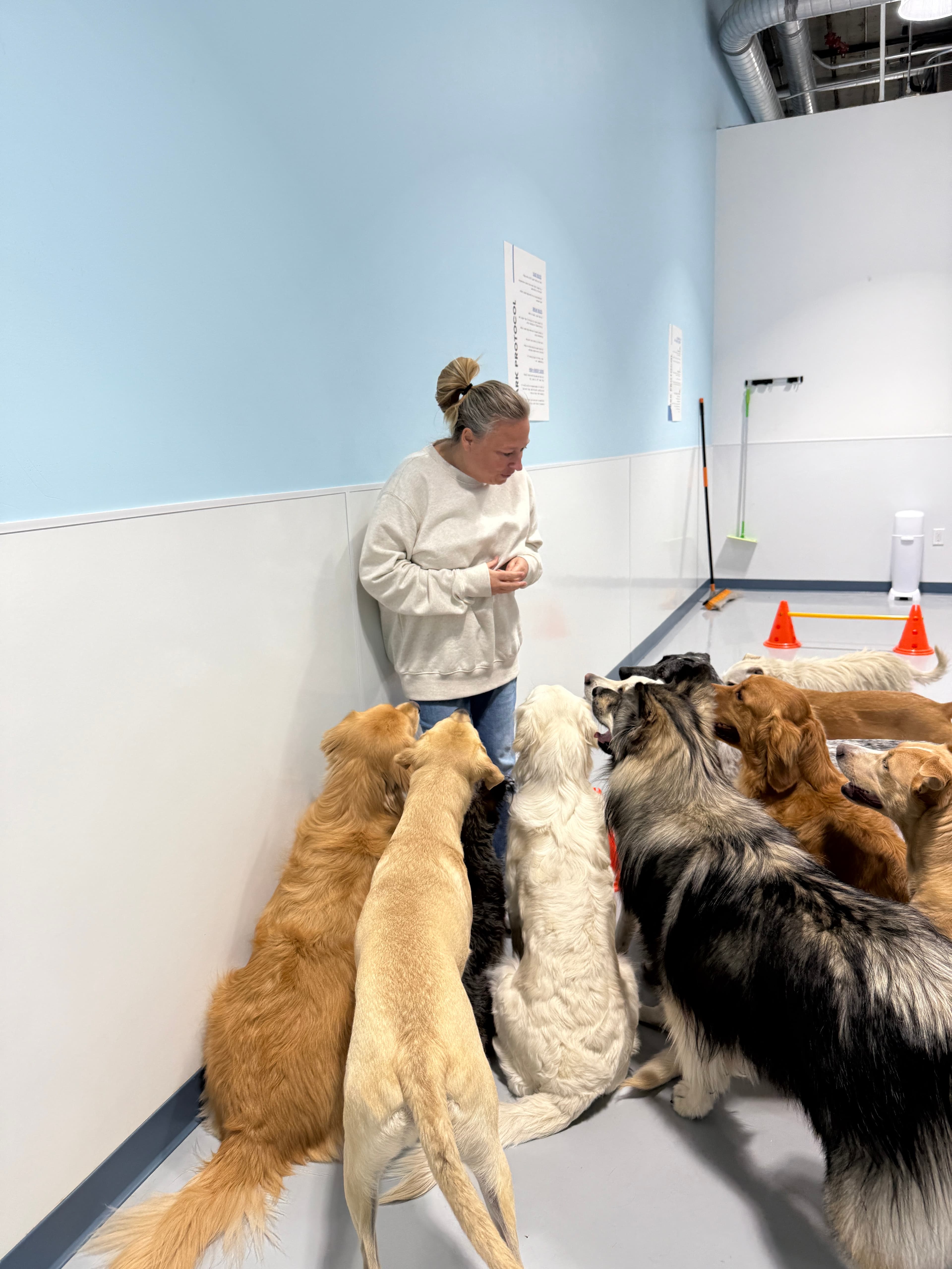 Dogdrop Dog Day Care Flagler Village - Pet groomer in Fort Lauderdale, FL