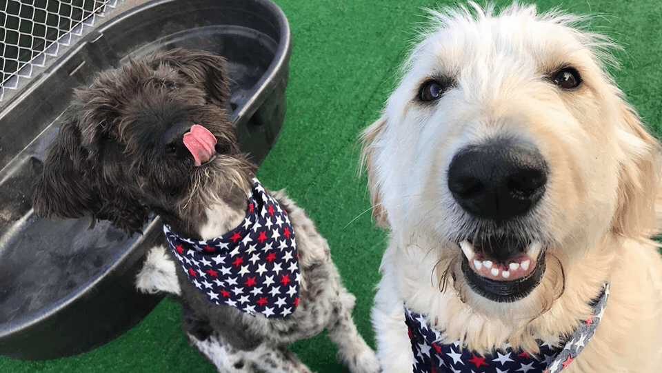 Barkly Manor - Pet groomer in Denver, CO