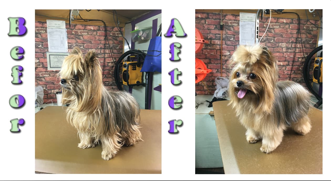 FancyFur mobile dog grooming - Pet groomer in Tampa, FL