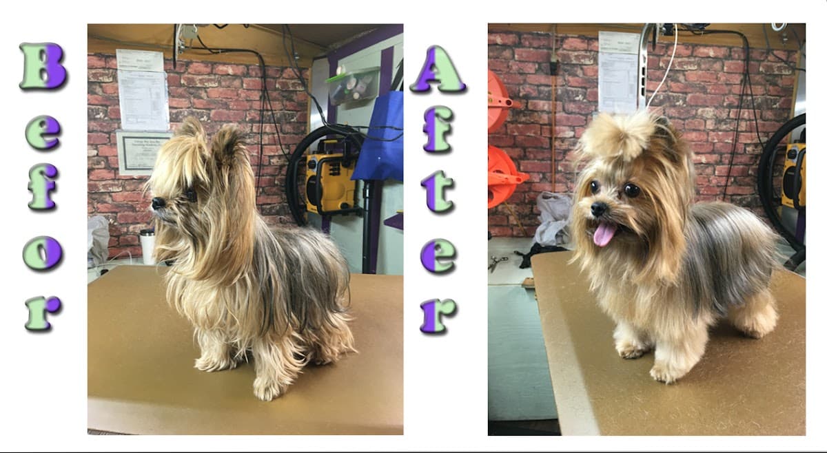 FancyFur mobile dog grooming - Pet groomer in Tampa, FL