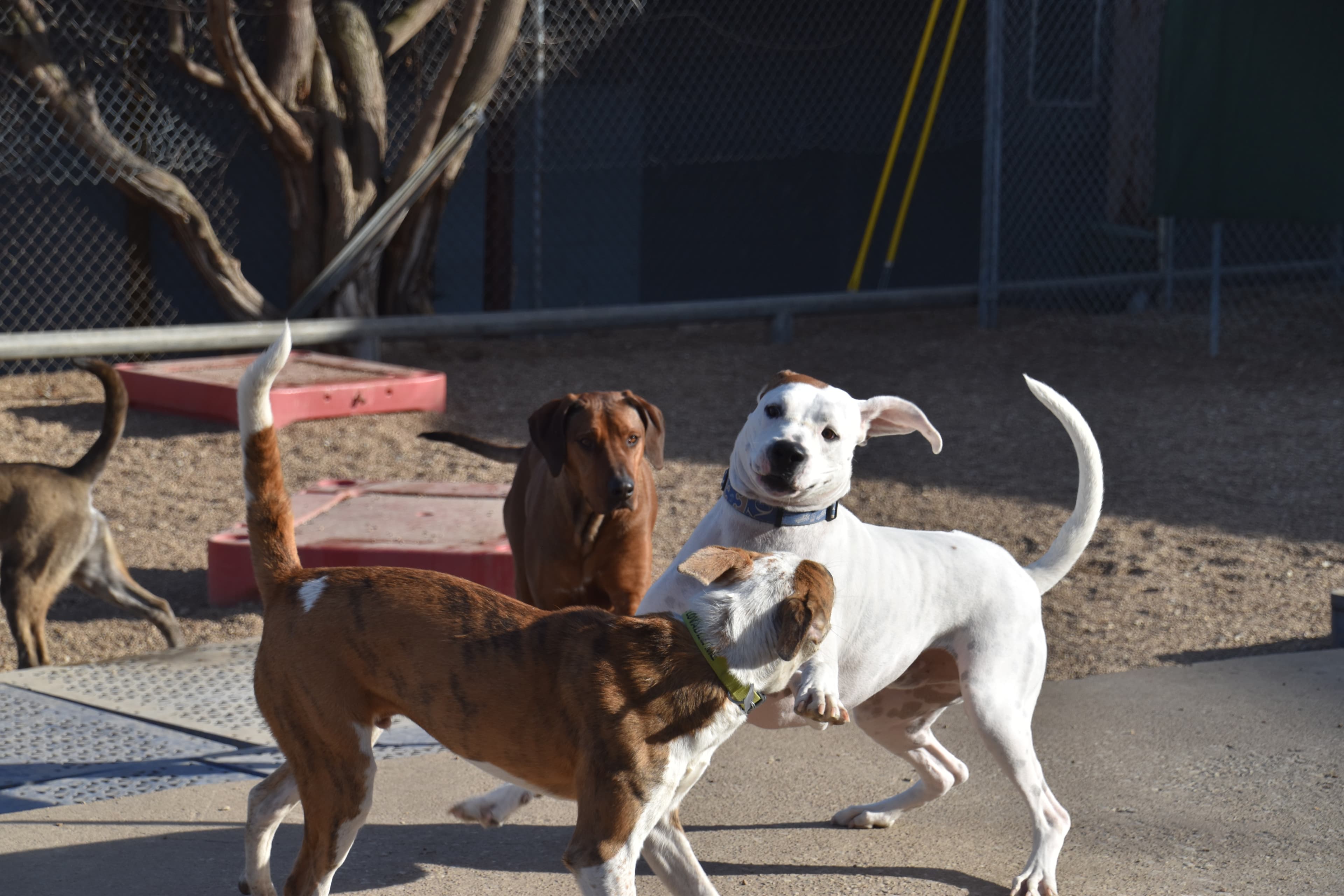 KC P.A.W.S. (Protective Animal Welfare Society) ; formerly A Dog's Fun Playce - Pet groomer in Kansas City, MO