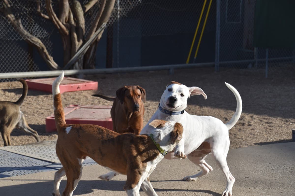 KC P.A.W.S. (Protective Animal Welfare Society) ; formerly A Dog's Fun Playce - Pet groomer in Kansas City, MO