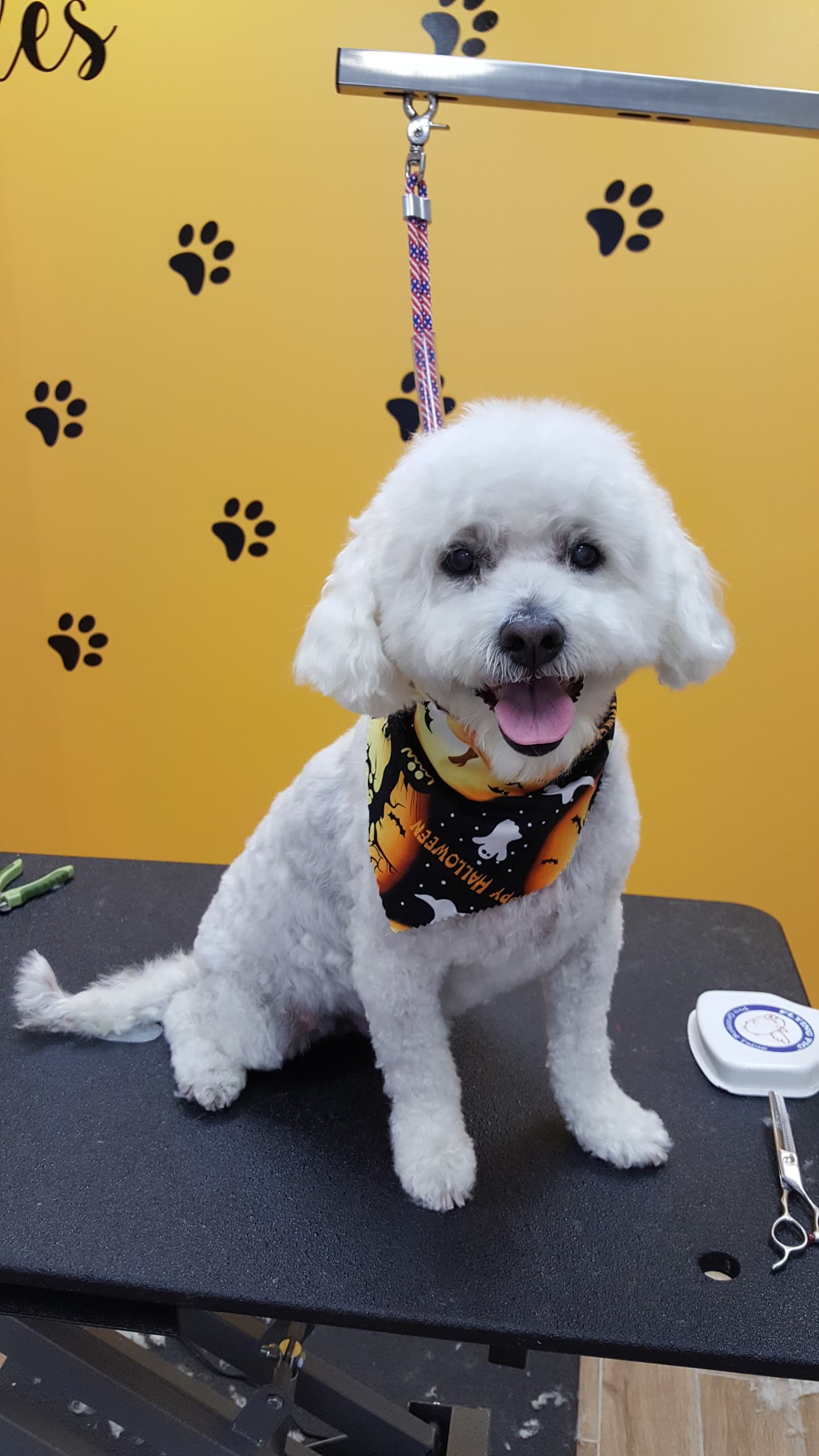 Shorty Styles - Pet groomer in Chicago, IL