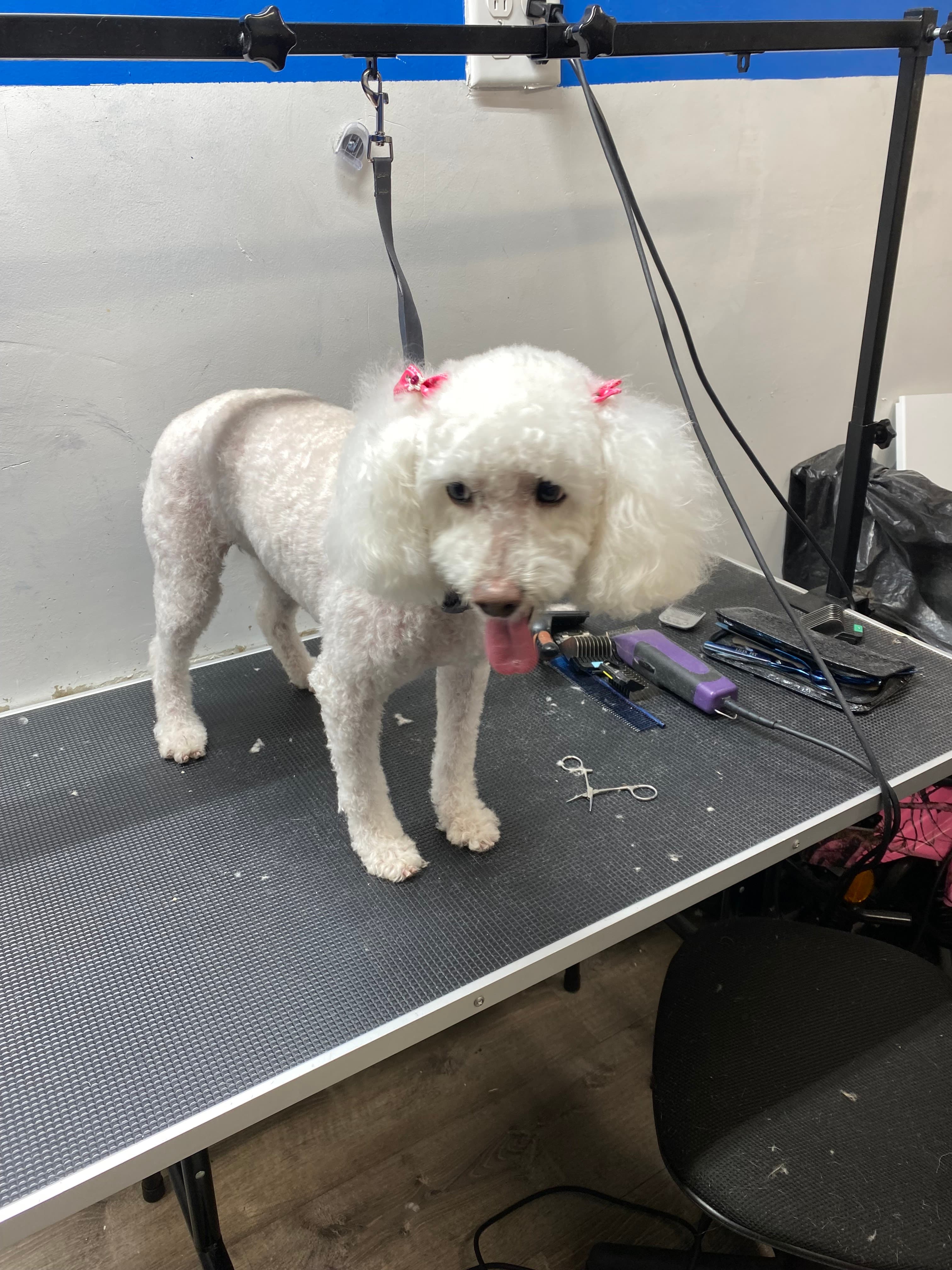 Flossy Pet Pawlor - Pet groomer in Brooklyn, NY