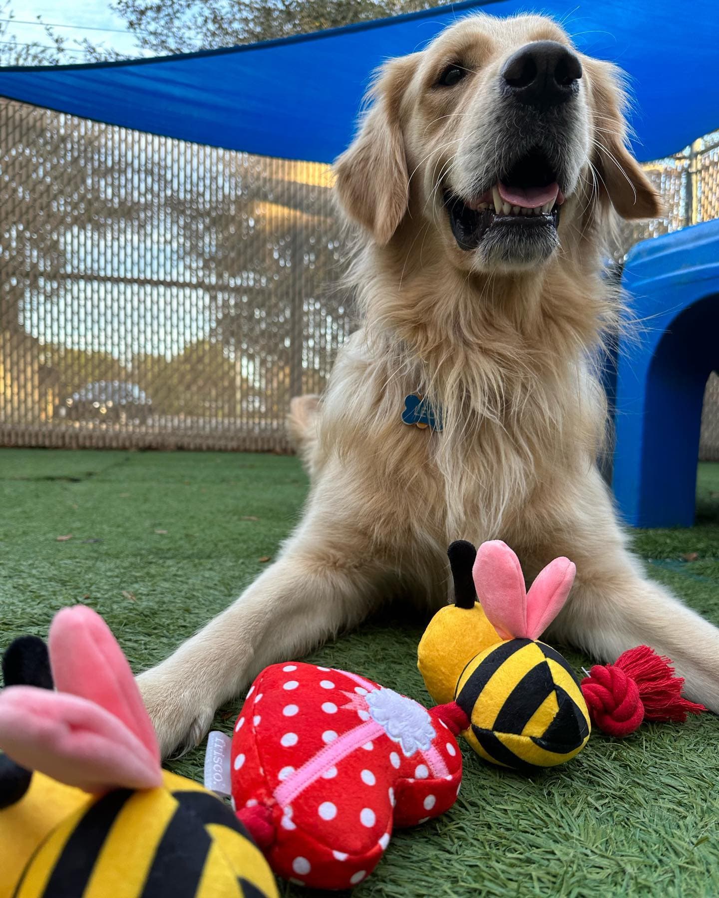 Camp Bow Wow Tampa Airport - Pet groomer in Tampa, FL