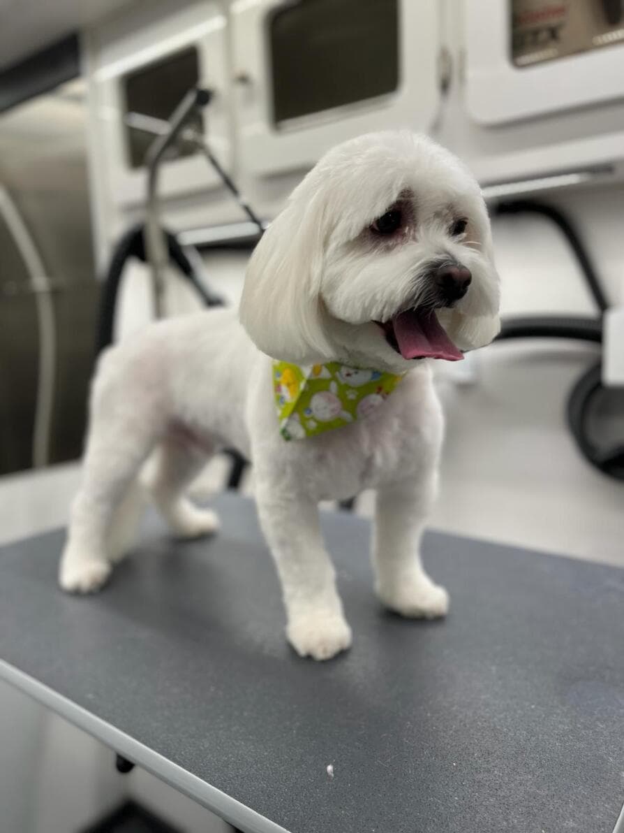 Rapawzel Dog Grooming & Day Care - Pet groomer in Brooklyn, NY