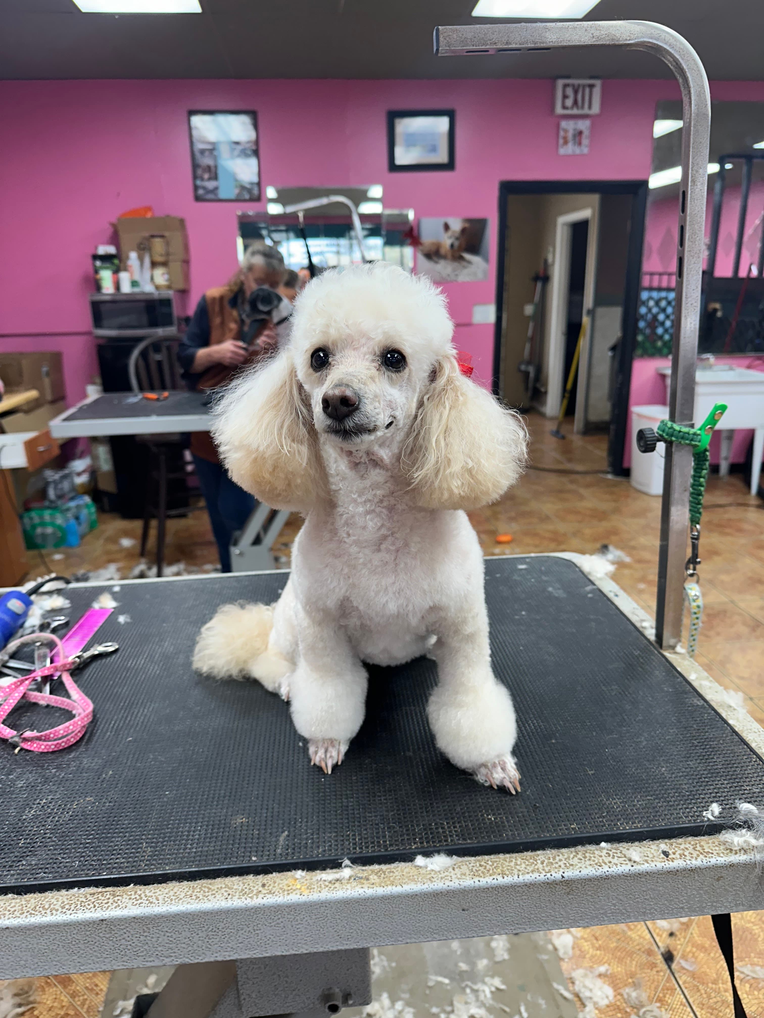 Bargain Barks Pet Grooming - Pet groomer in Phoenix, AZ