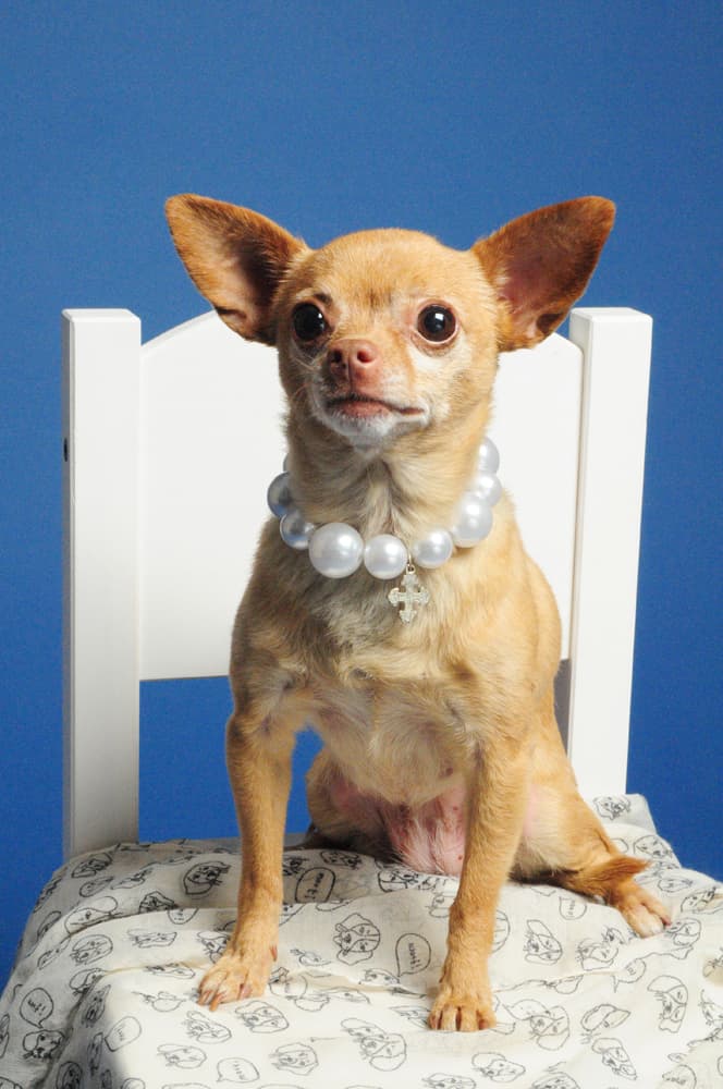 Puff & Fluff Grooming - Uptown - Pet groomer in Phoenix, AZ