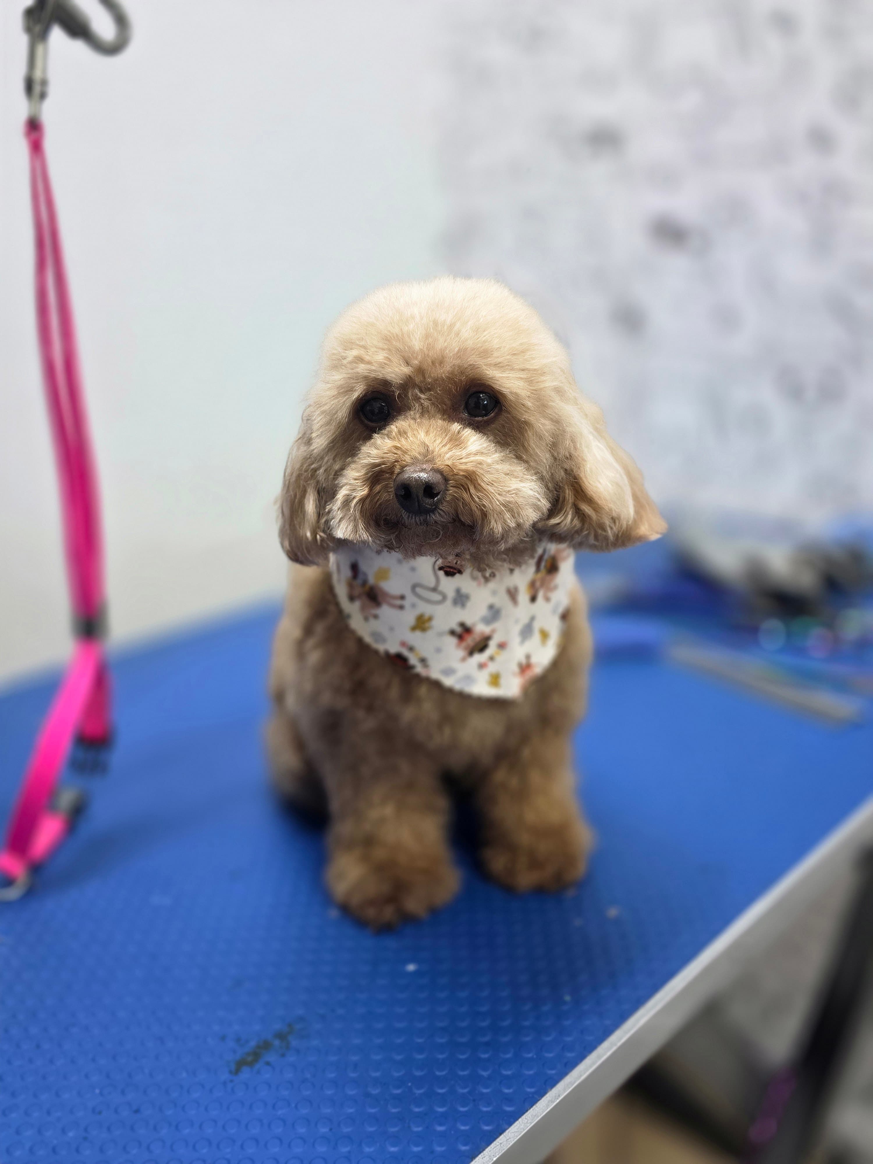 Daniyyel's Mobile Dog Grooming - Pet groomer in Houston, TX