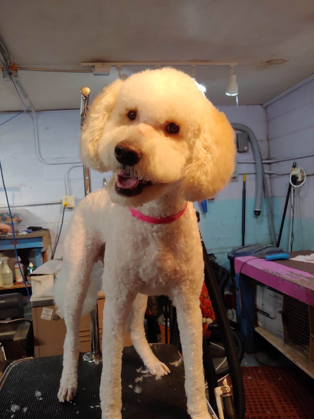 Debie’s Pet Grooming - Pet groomer in Zillah, WA