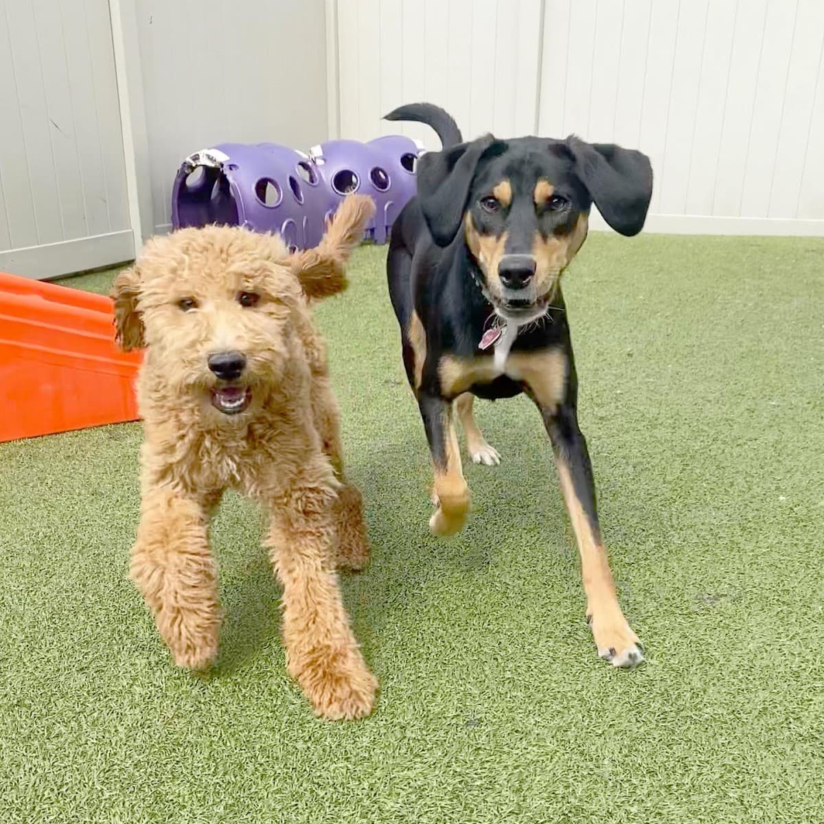 Red Dog Pet Resort & Spa Springdale - Pet groomer in Springdale, OH