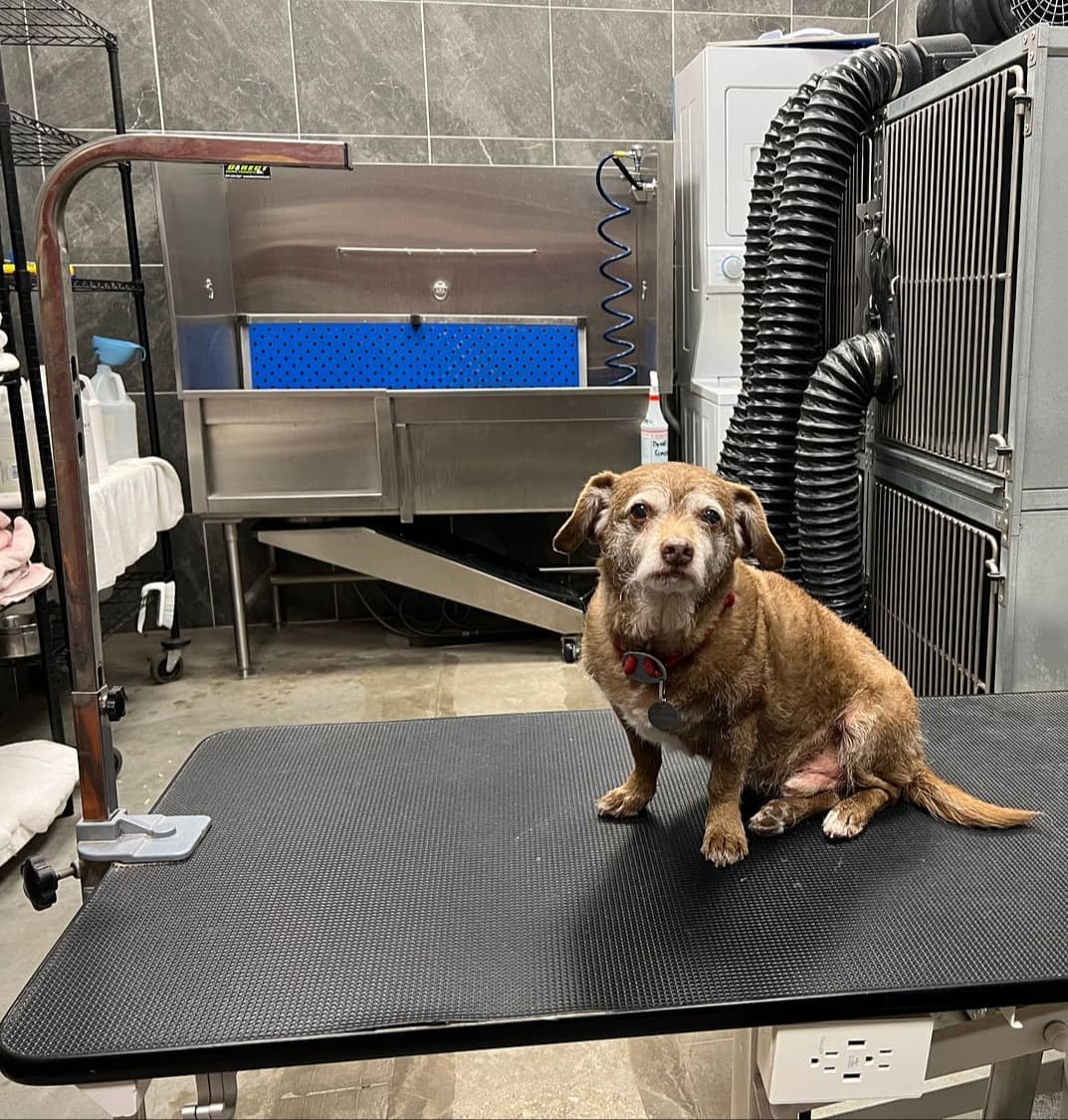 Hollywood Feed - Pet groomer in Dallas, TX