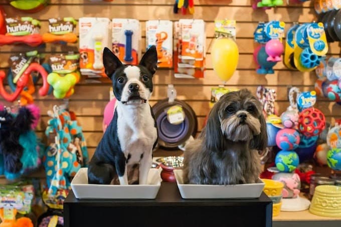 Pet Wants Piedmont - Pet groomer in Atlanta, GA