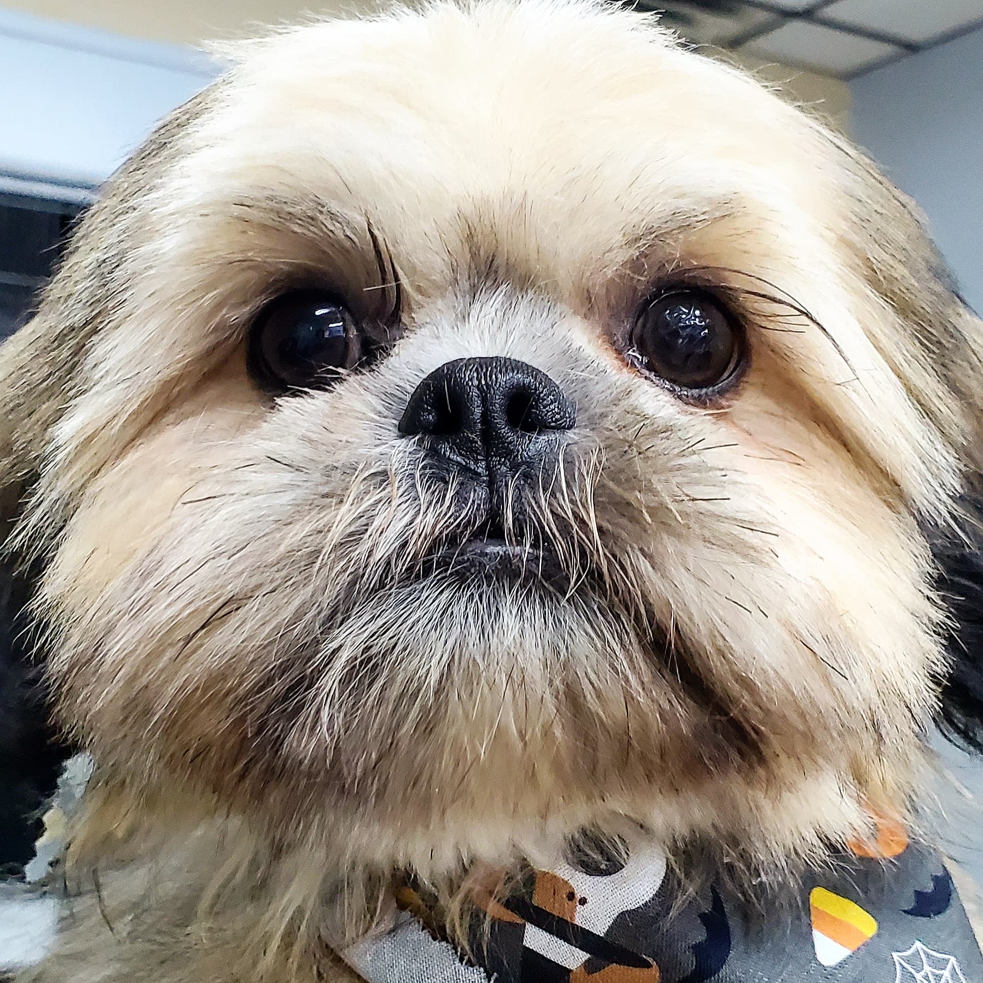 Pampered Pets - Pet groomer in Parma, OH